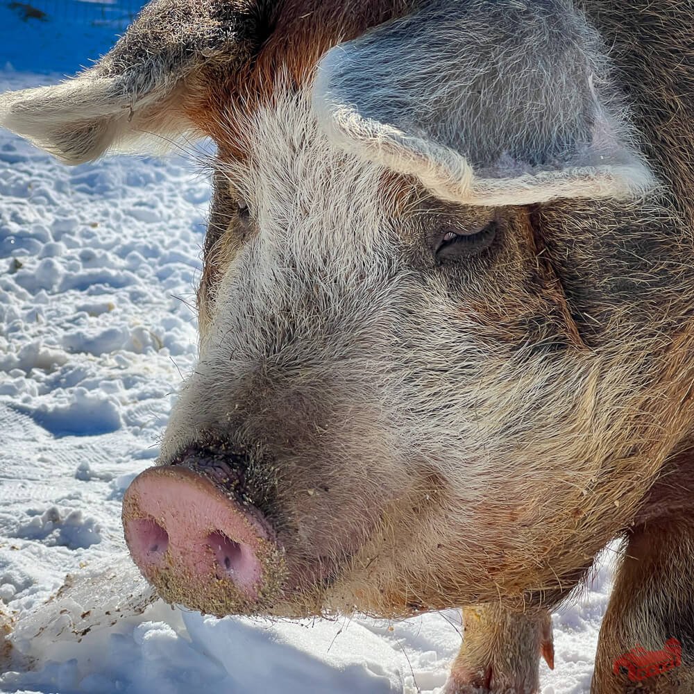 A Cute Pig
