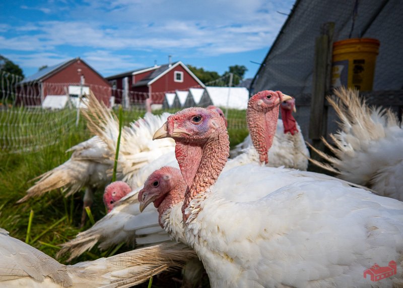 pasture raised turkeys in a field with suscovich tractors and red buildings.jpg