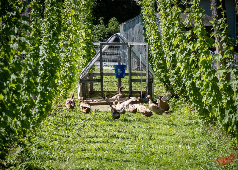 pasture raised ducks in a hop yard living in a suscovich chicken tractor.jpg