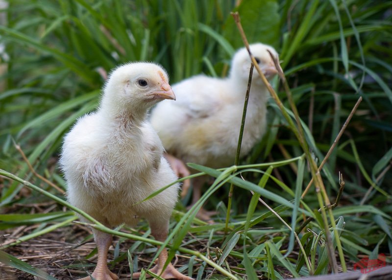 little broiler chickens standing in the grass.jpg
