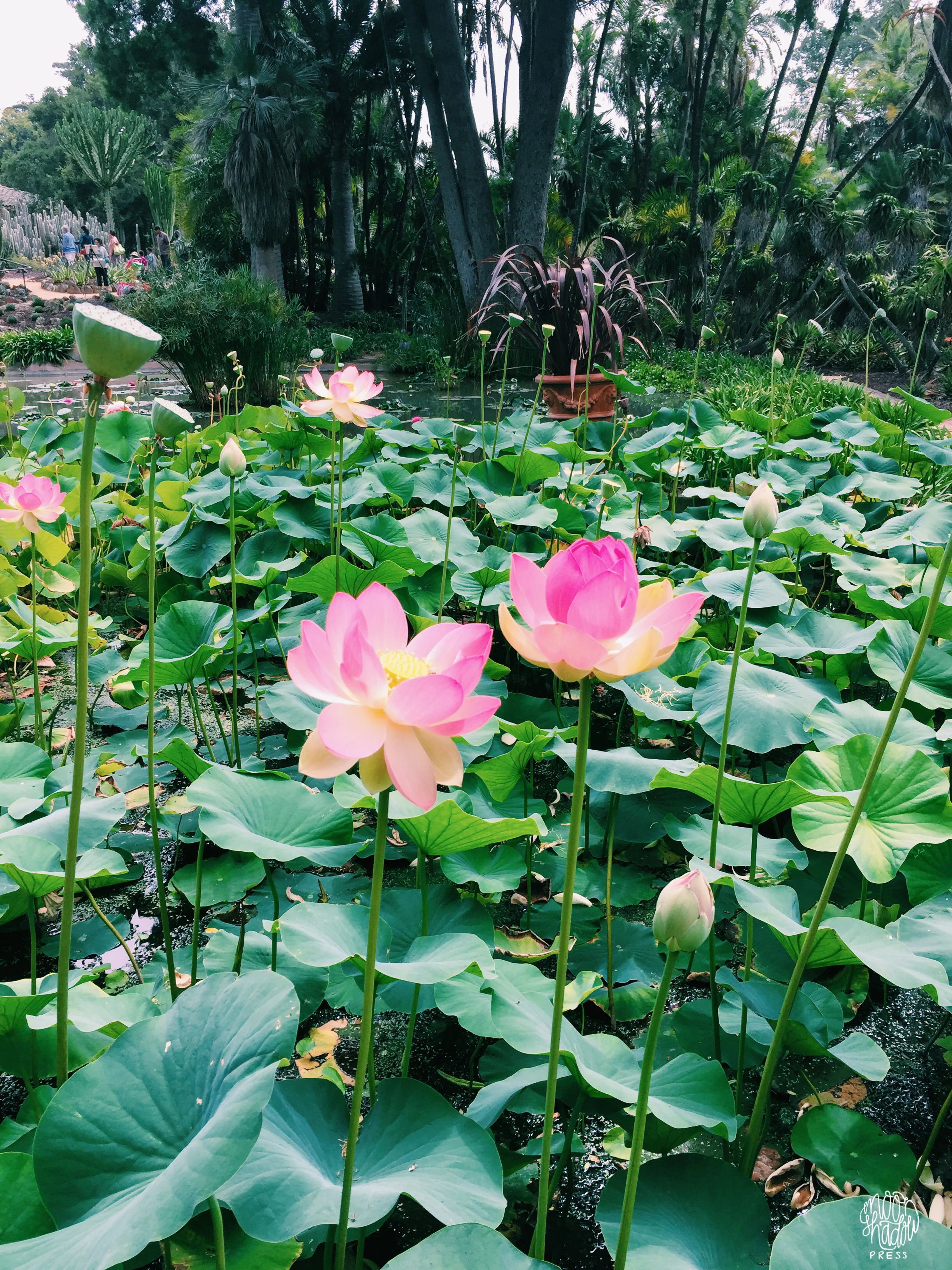 Lotus_24L.jpg