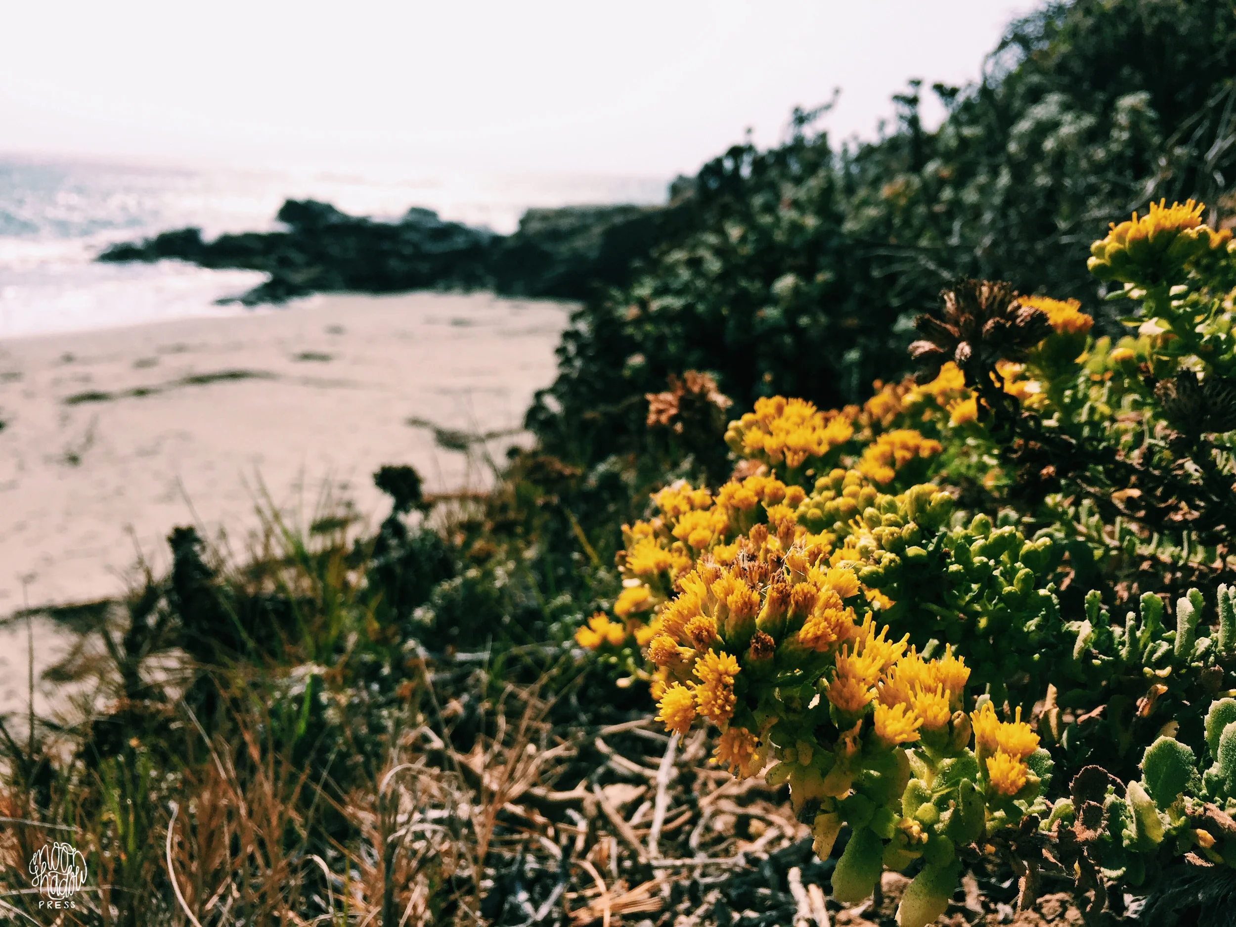 Coast_10L.jpg