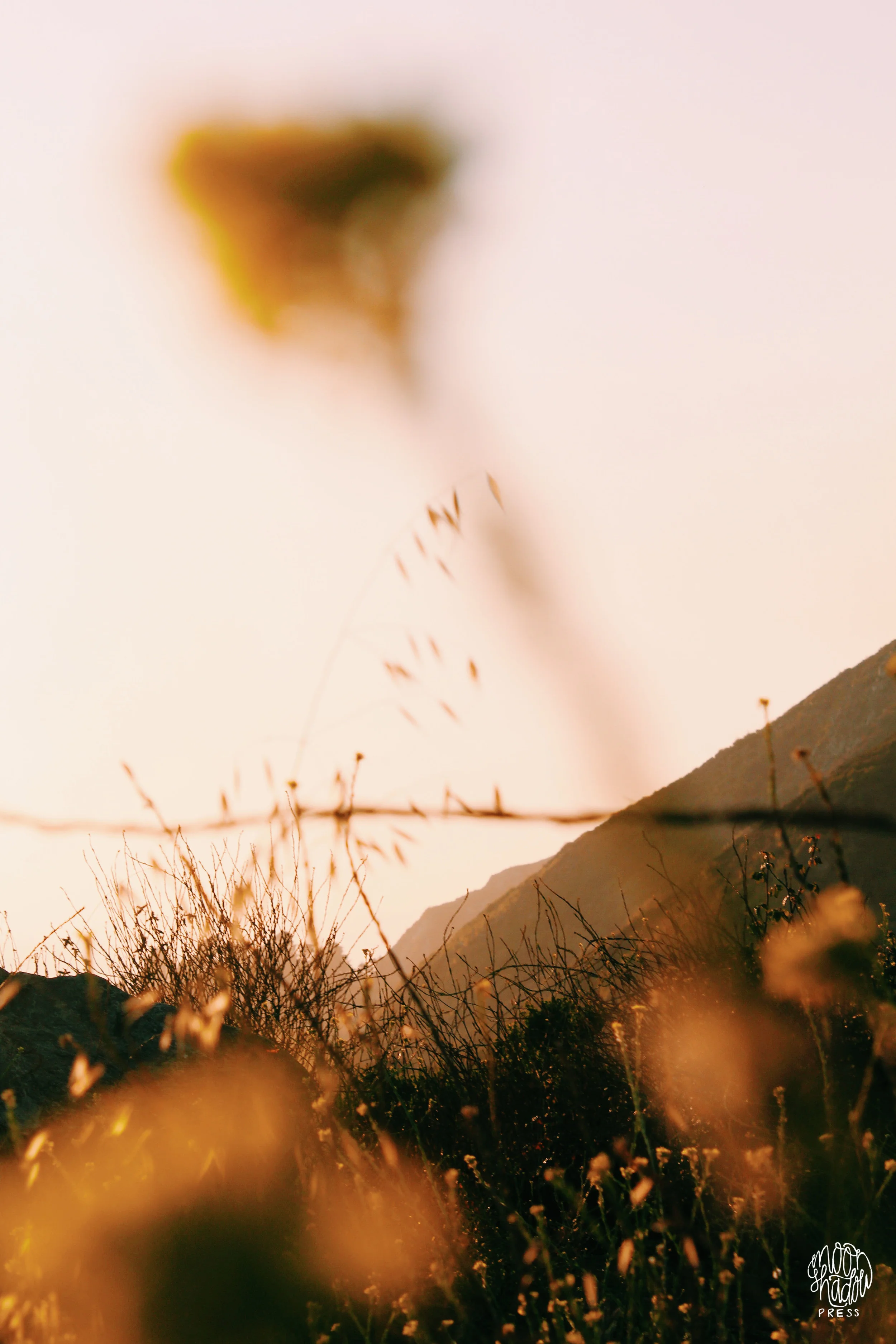 Coast_39L.jpg