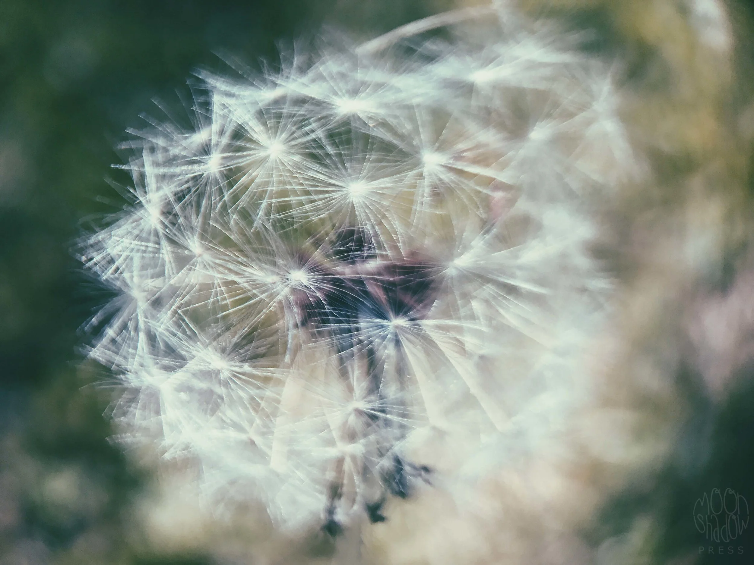 Dandelion11.jpg