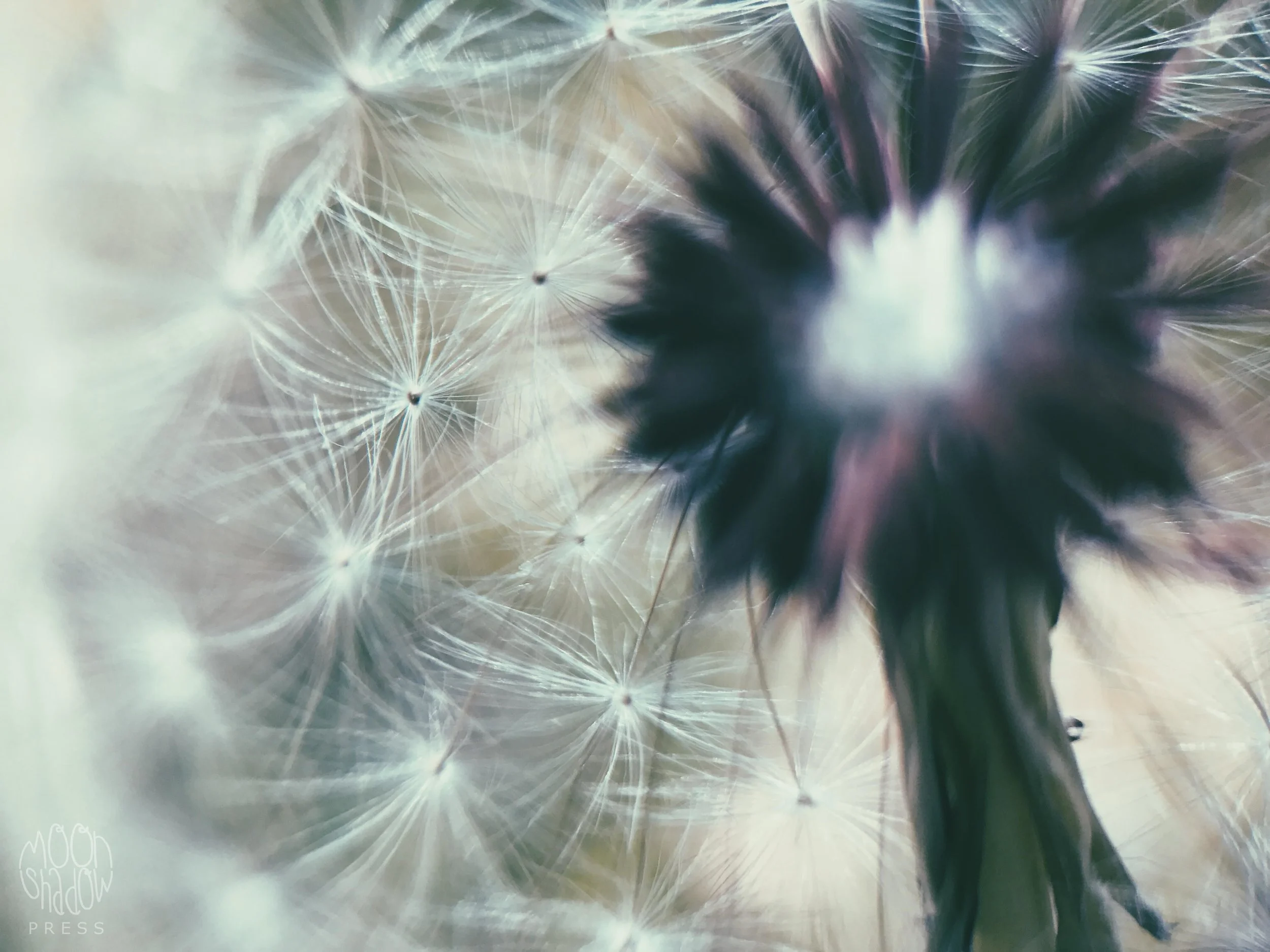 Dandelion6.jpg