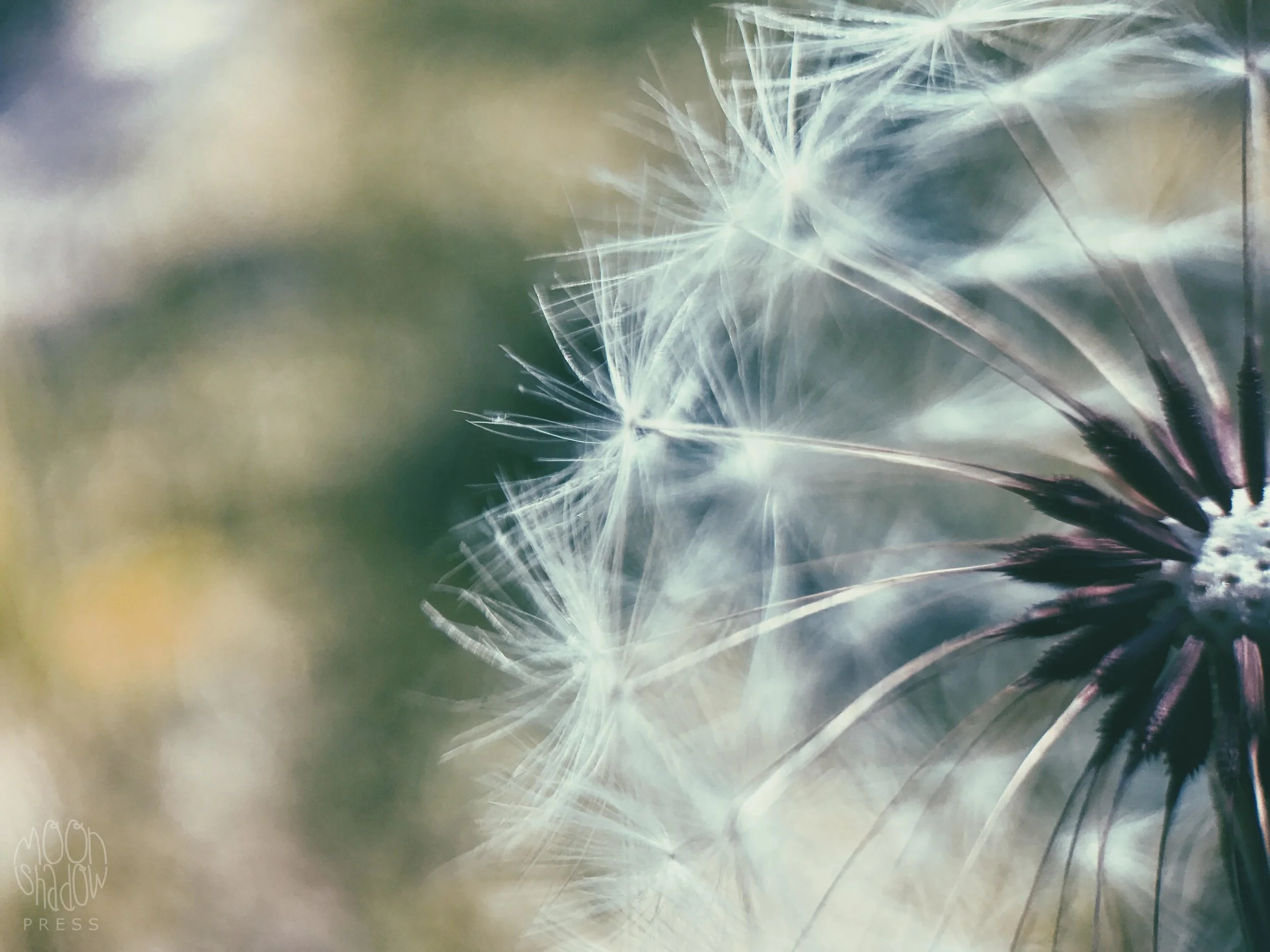 Dandelion5.jpg