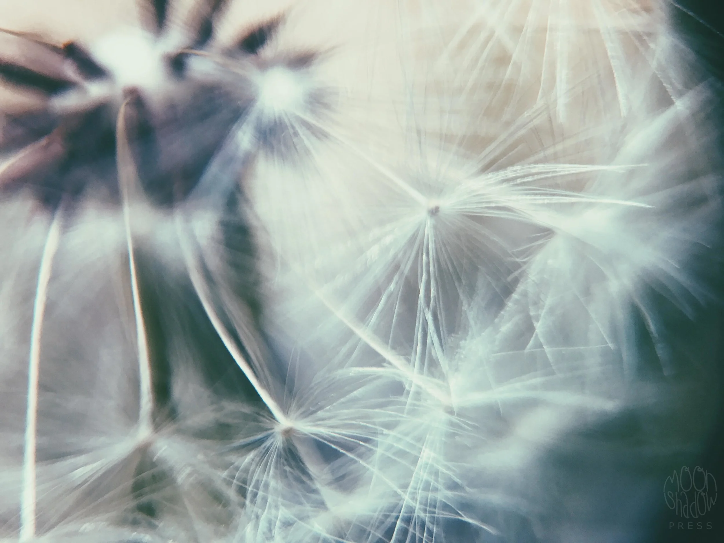 Dandelion15.jpg