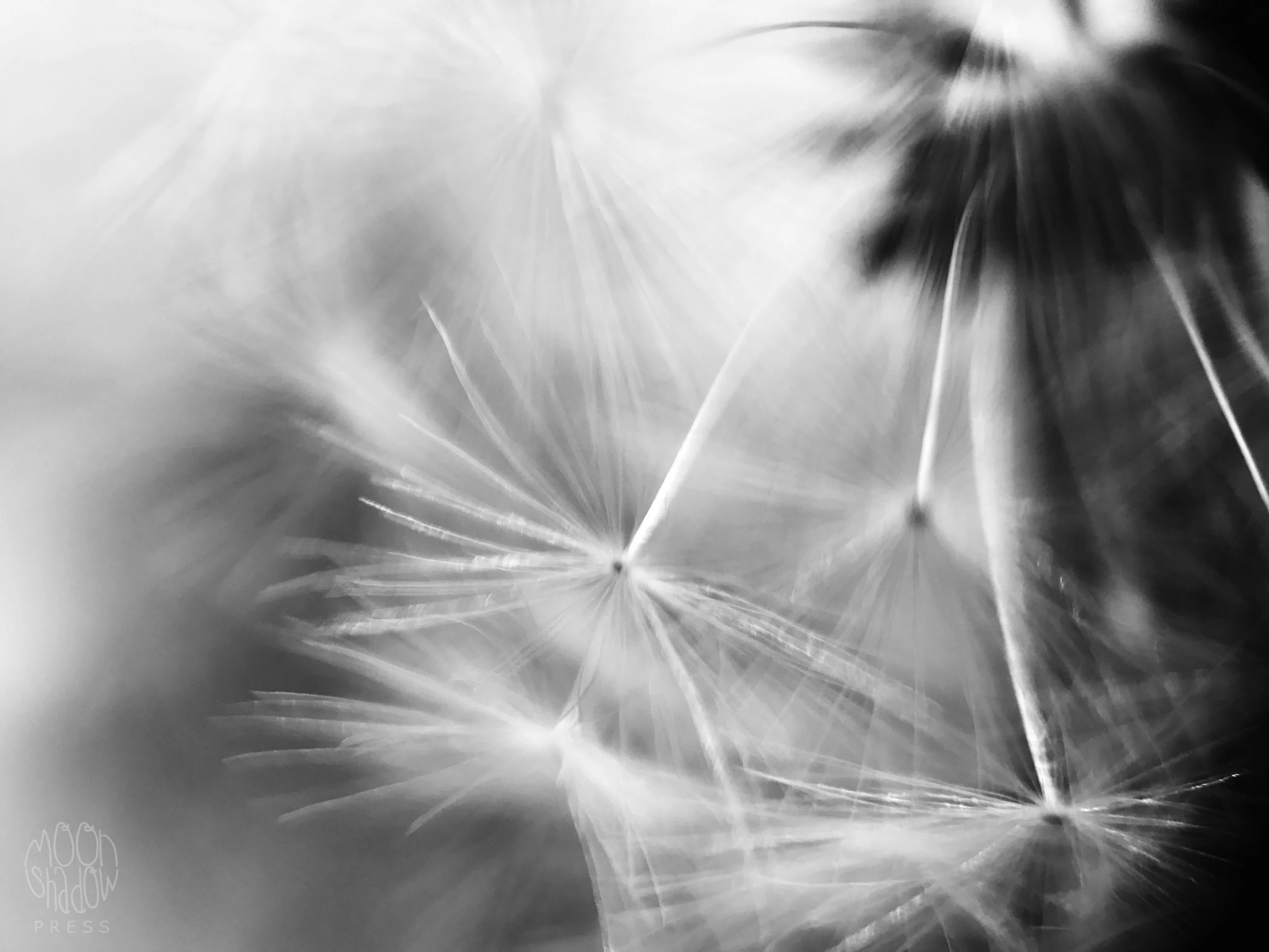 Dandelion17.jpg