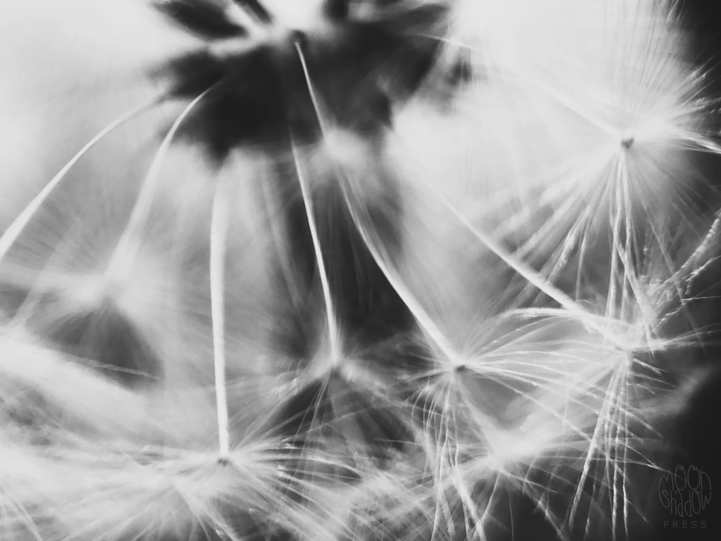 Dandelion16.jpg