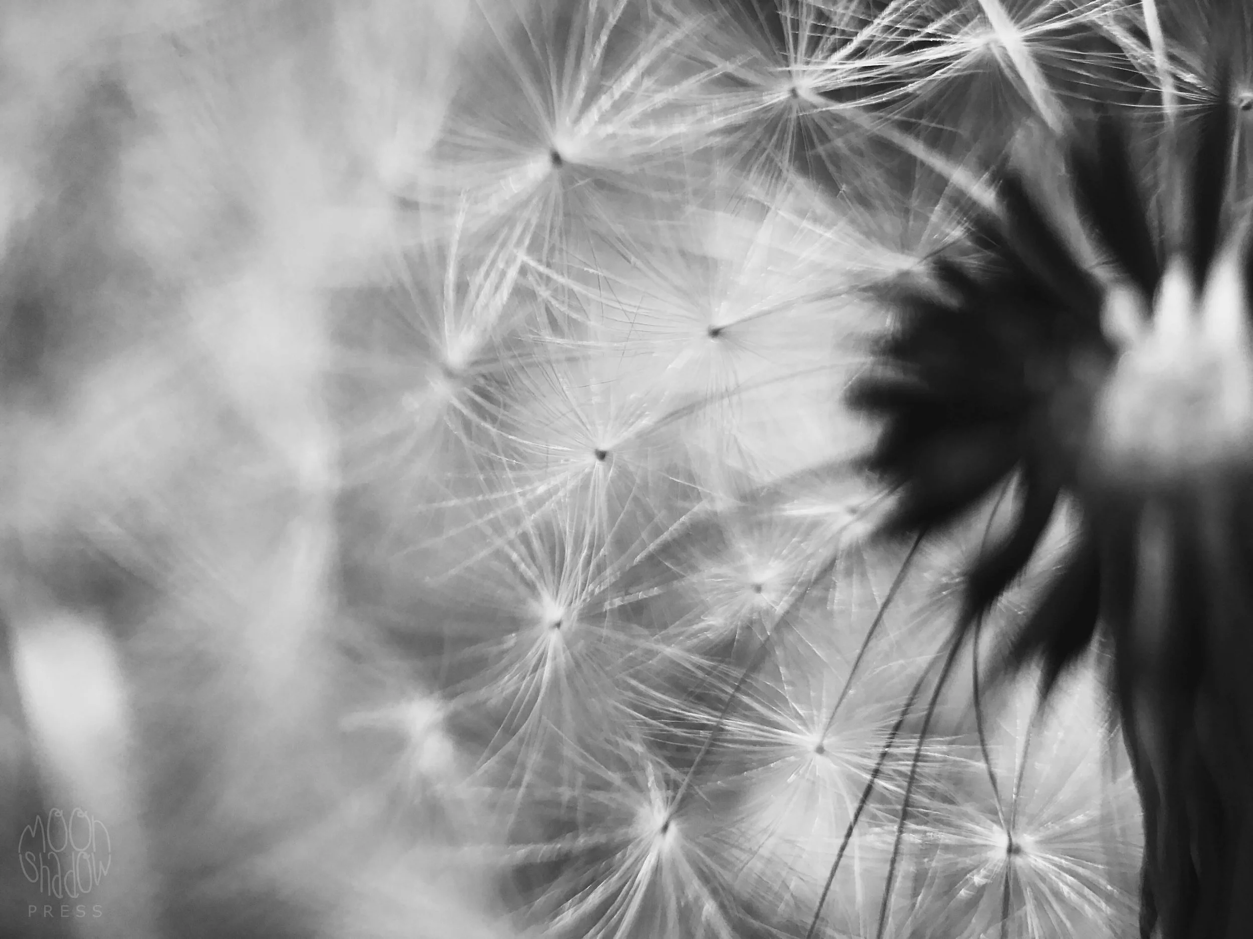 Dandelion8.jpg