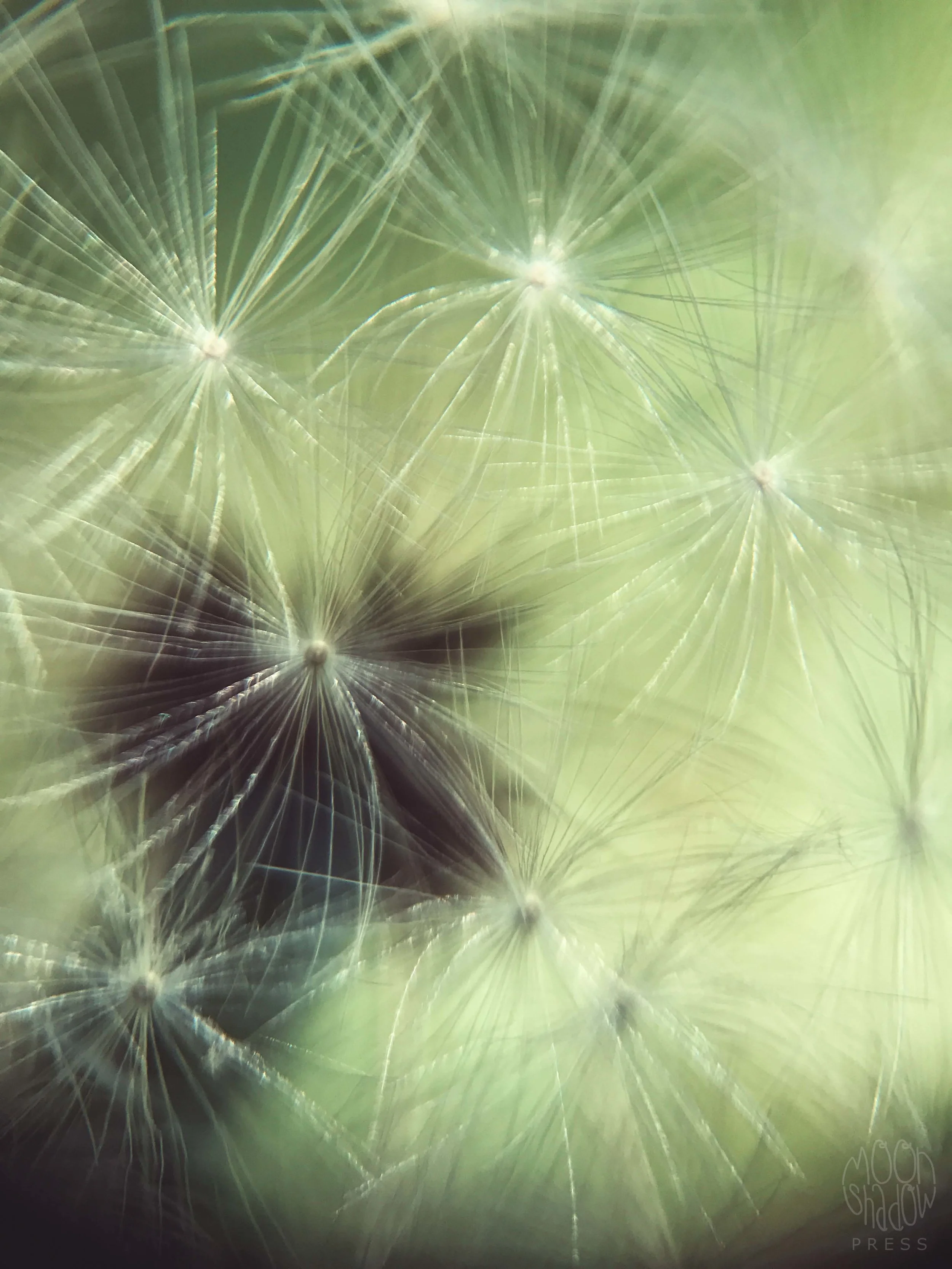 Dandelion2.jpg
