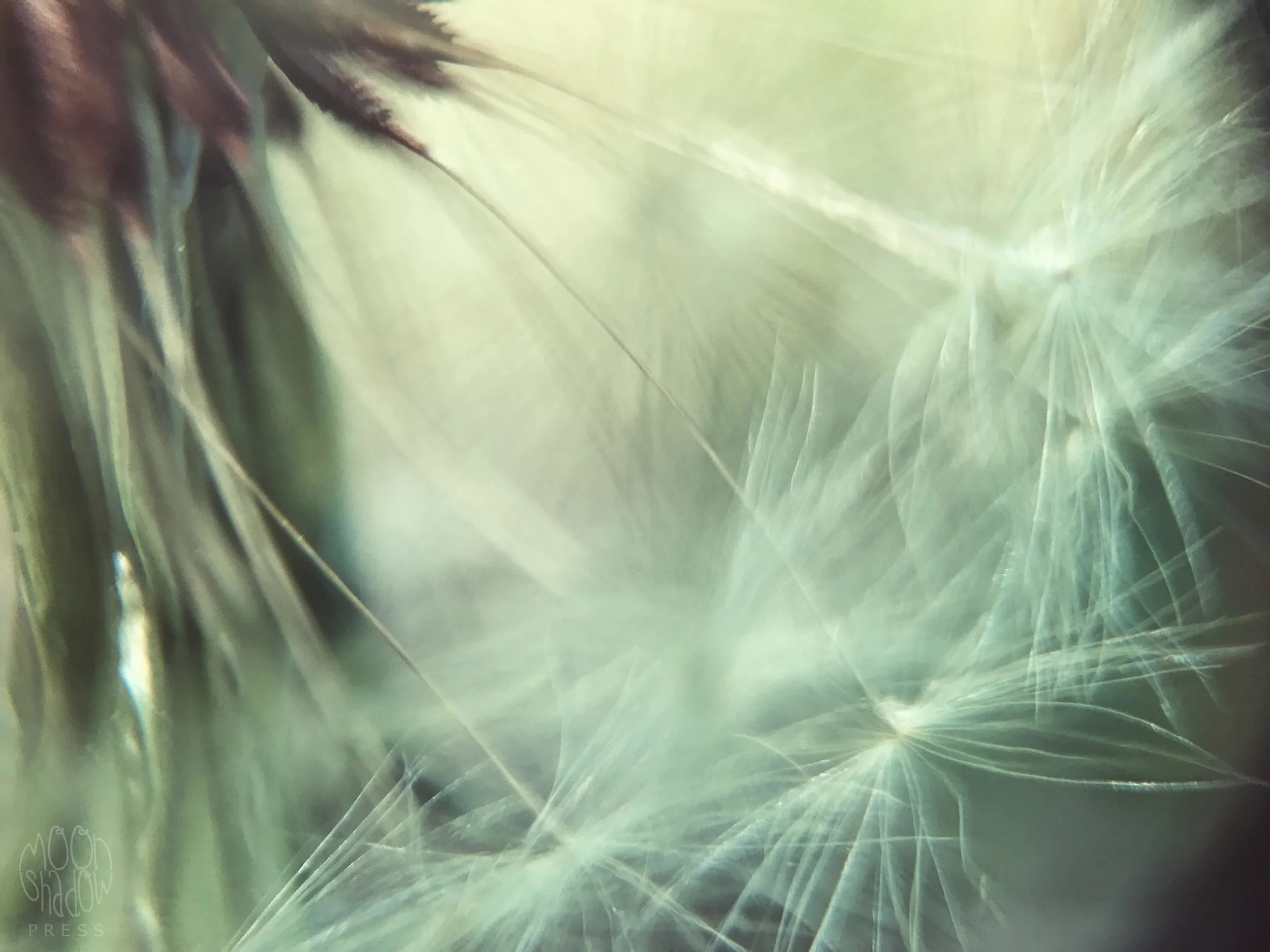 Dandelion3.jpg