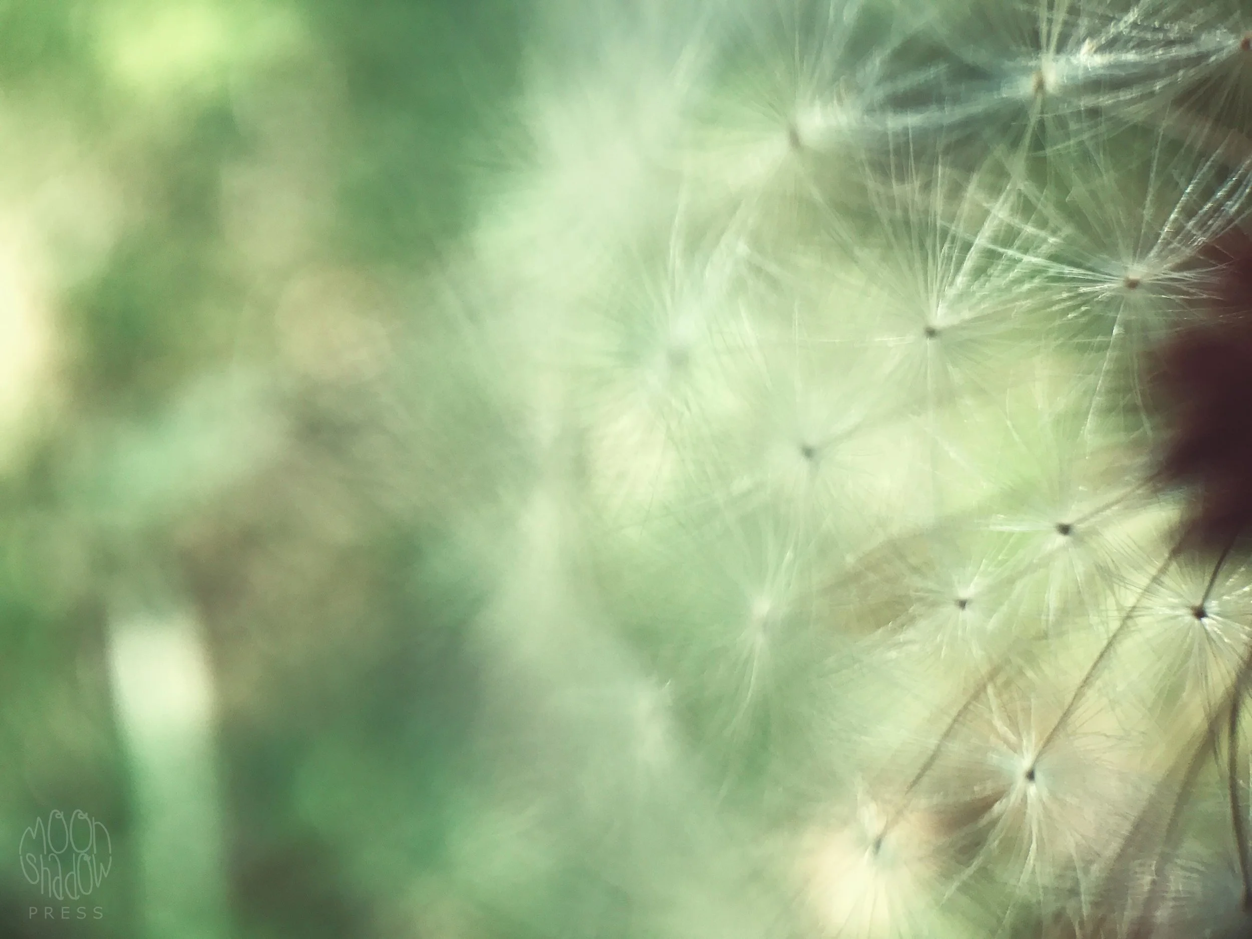 Dandelion10.jpg