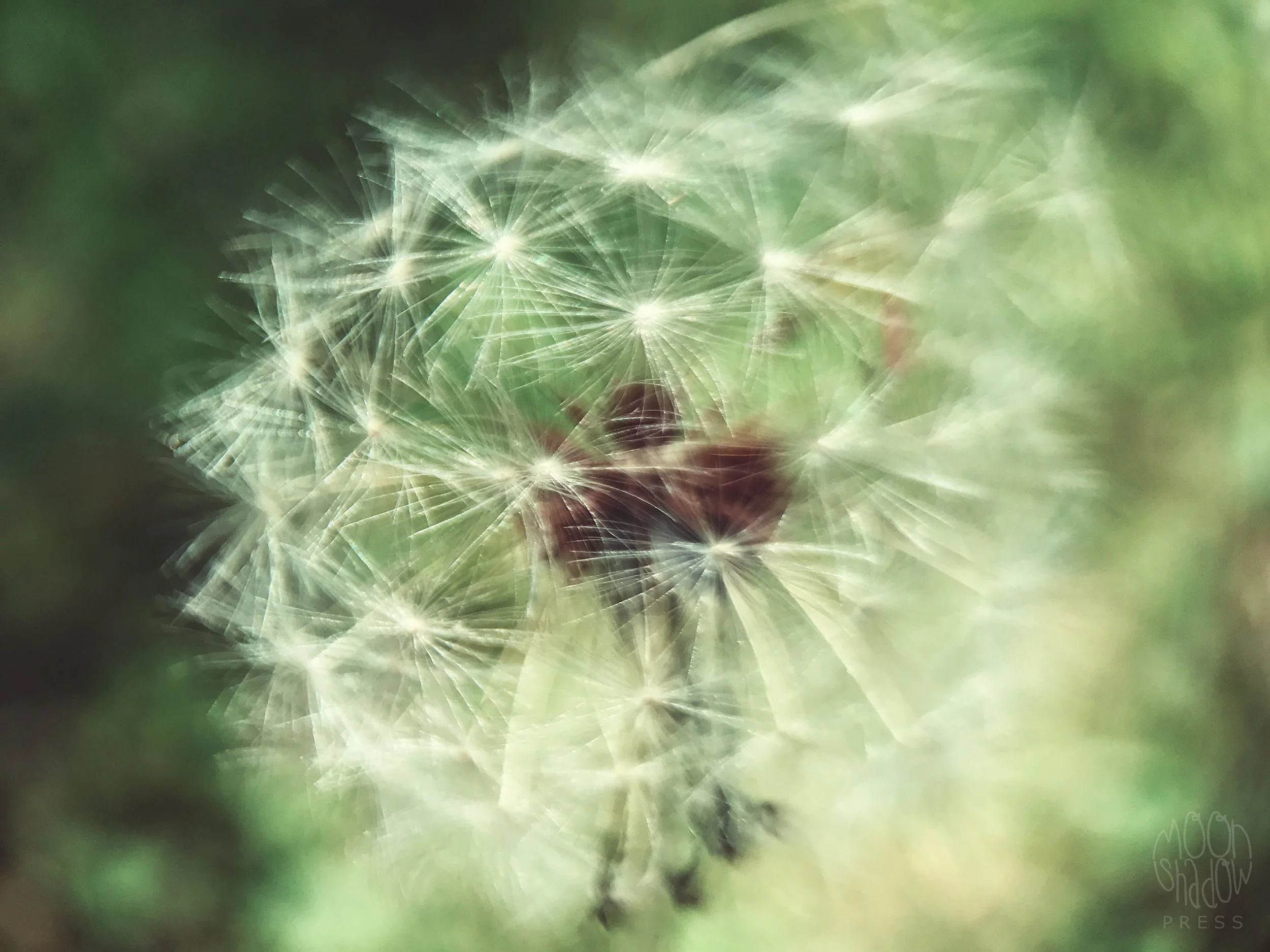 Dandelion12.jpg