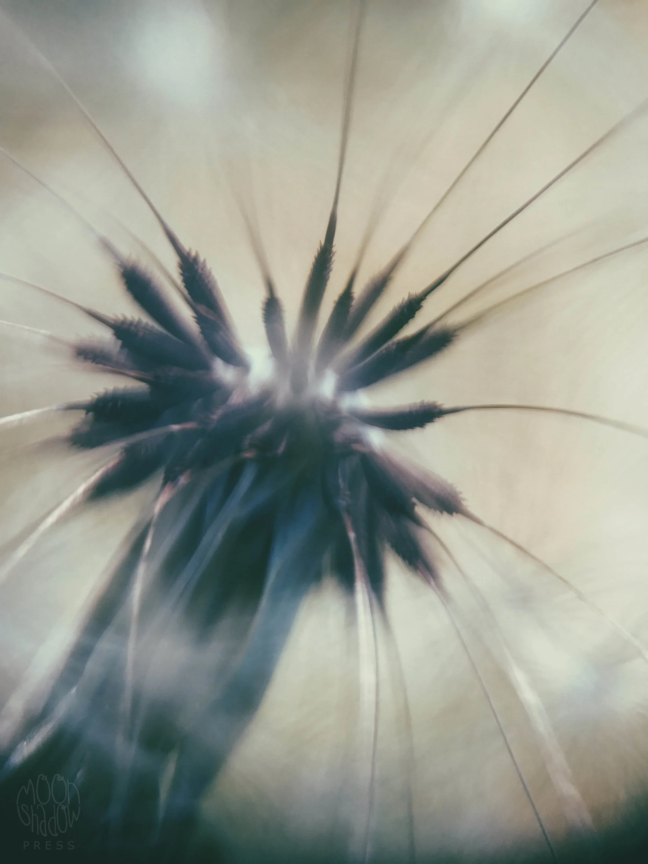 Dandelion20.jpg