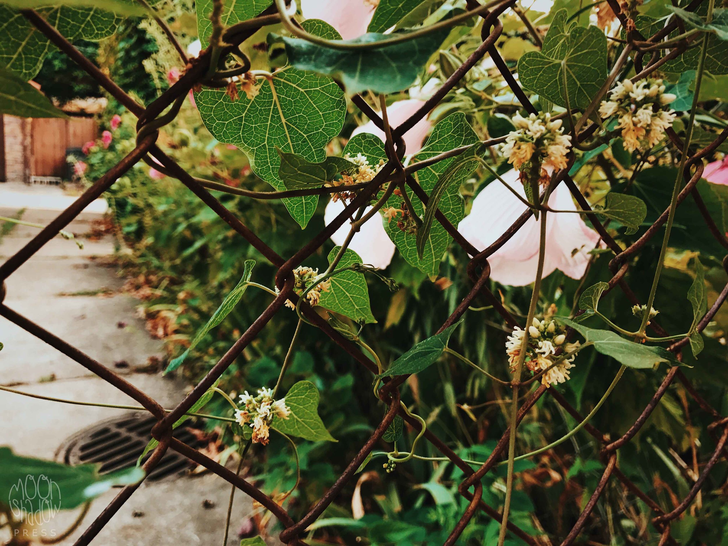 FallGarden5.jpg