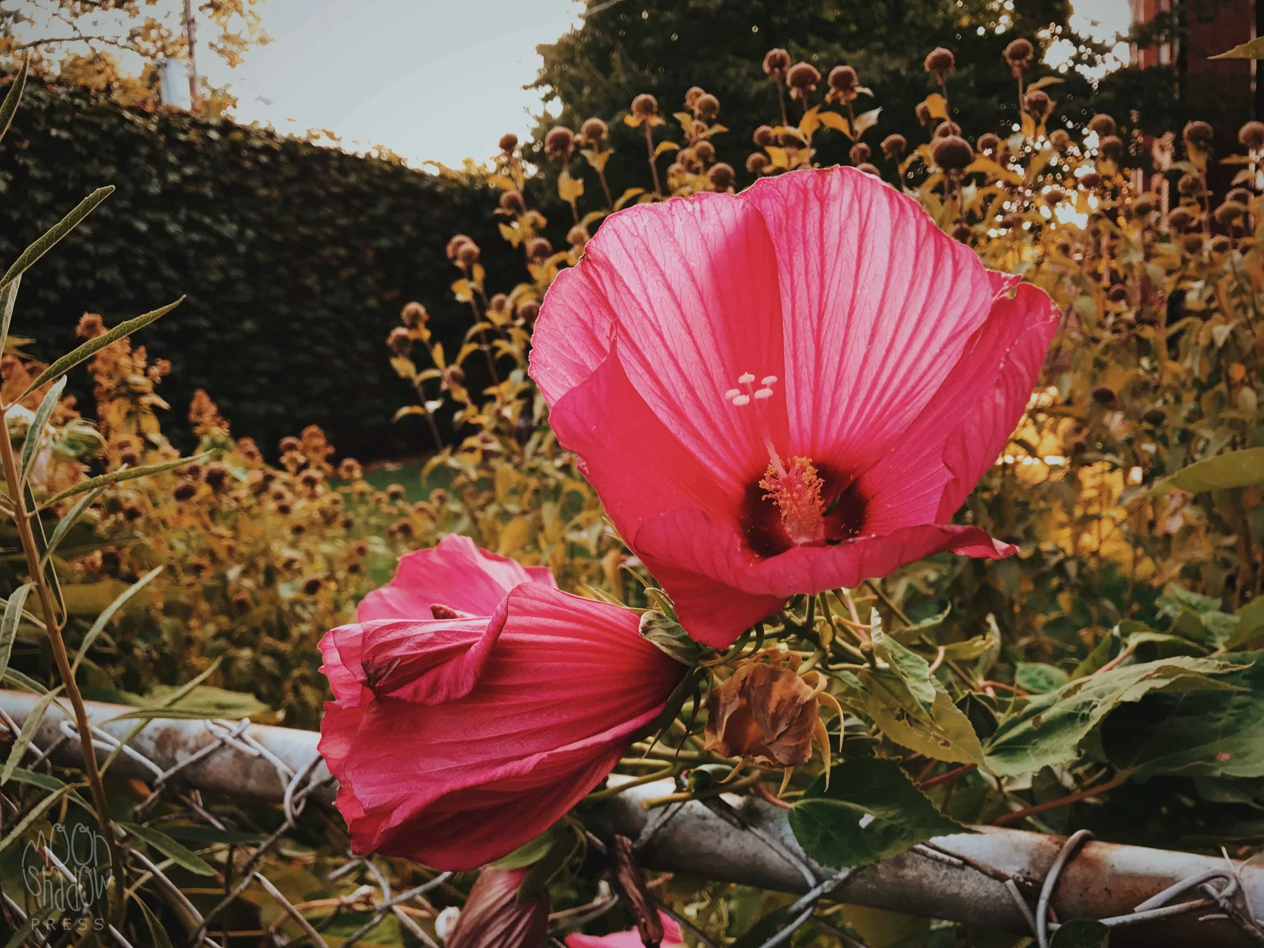 FallGarden7.jpg