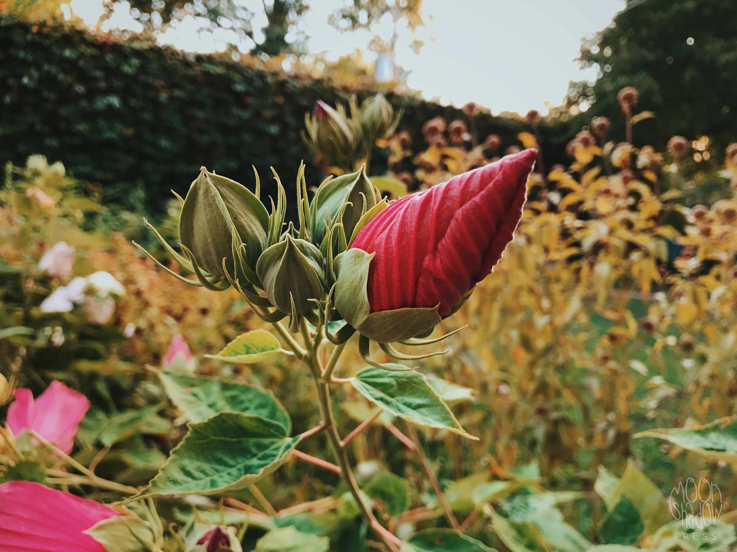 FallGarden9.jpg