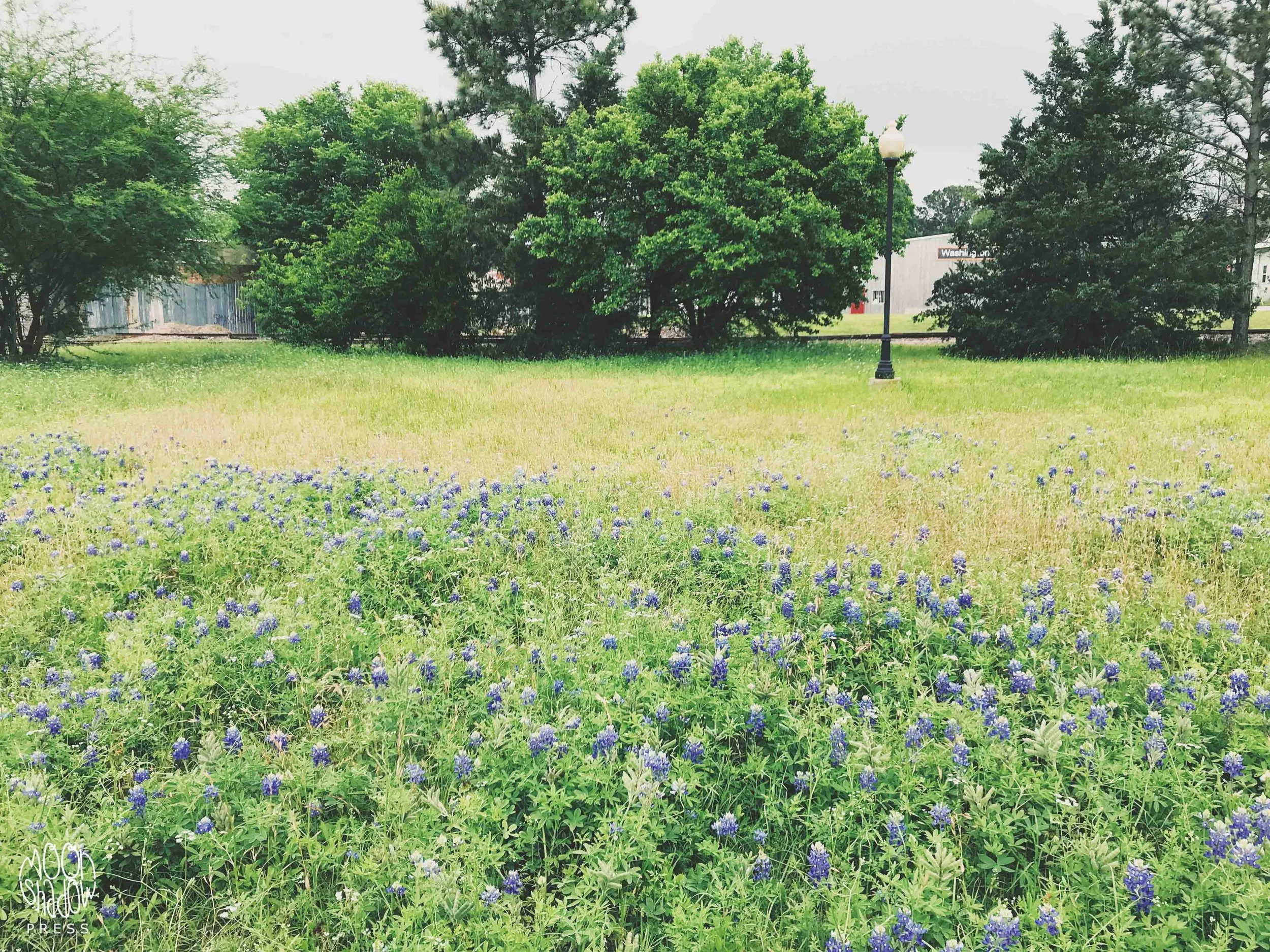Bluebonnet8.jpg