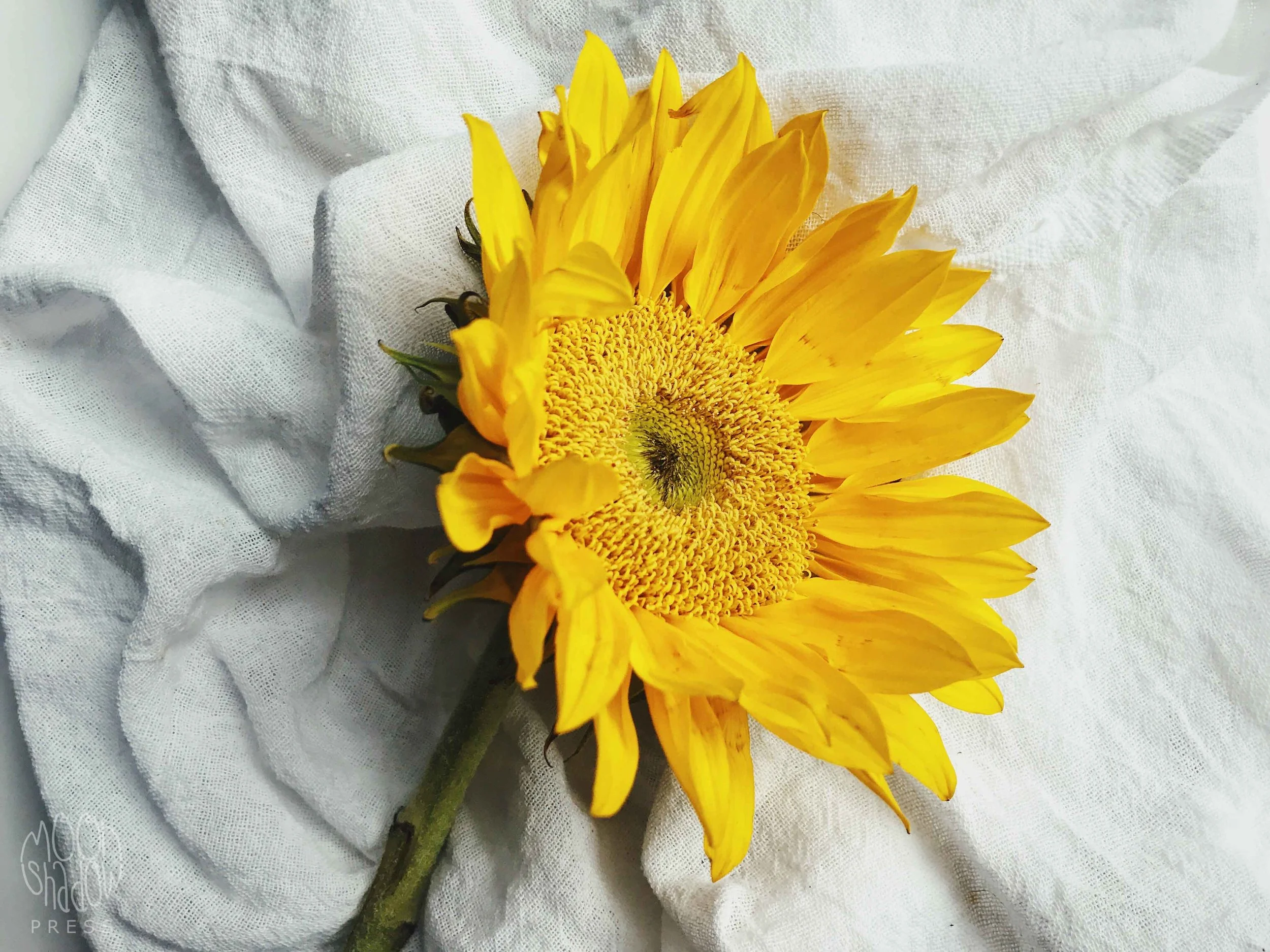 Sunflowers9L.jpg