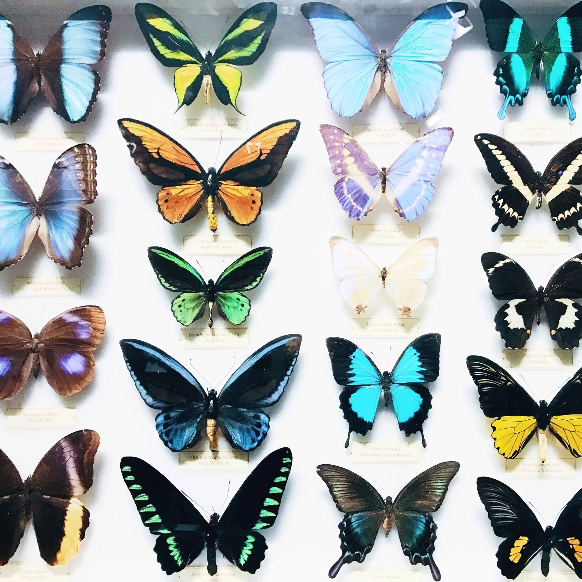 Butterflies1L.jpg