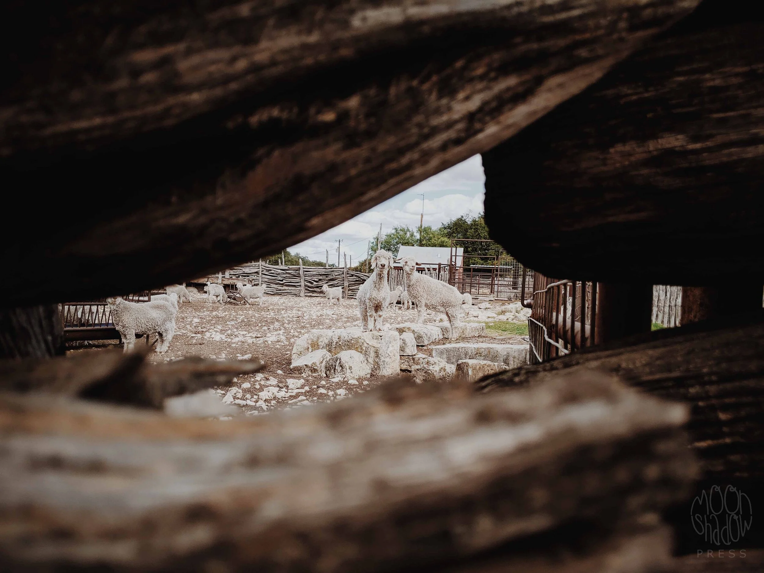 RossRanch15L.jpg