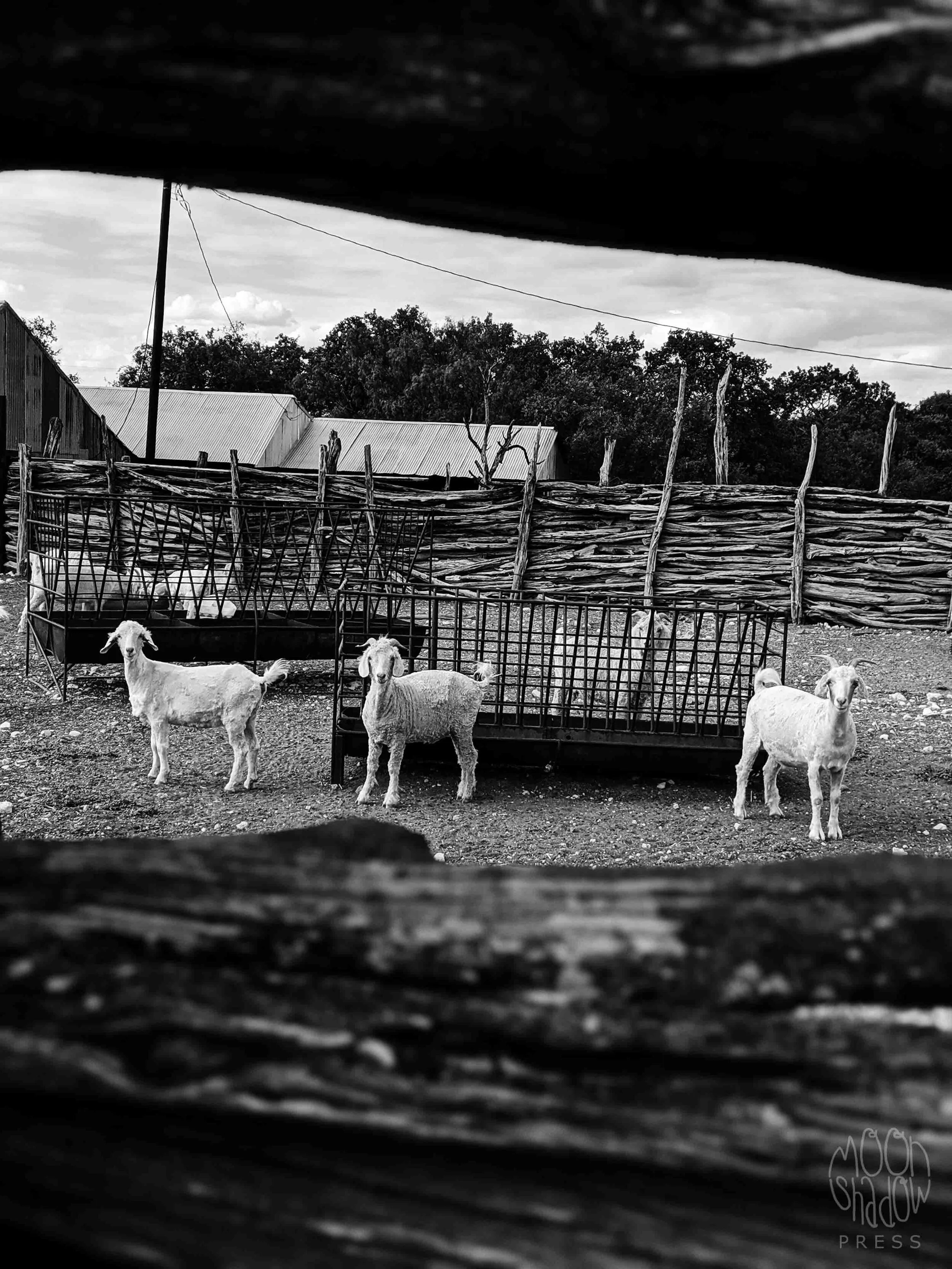 RossRanch32L.jpg