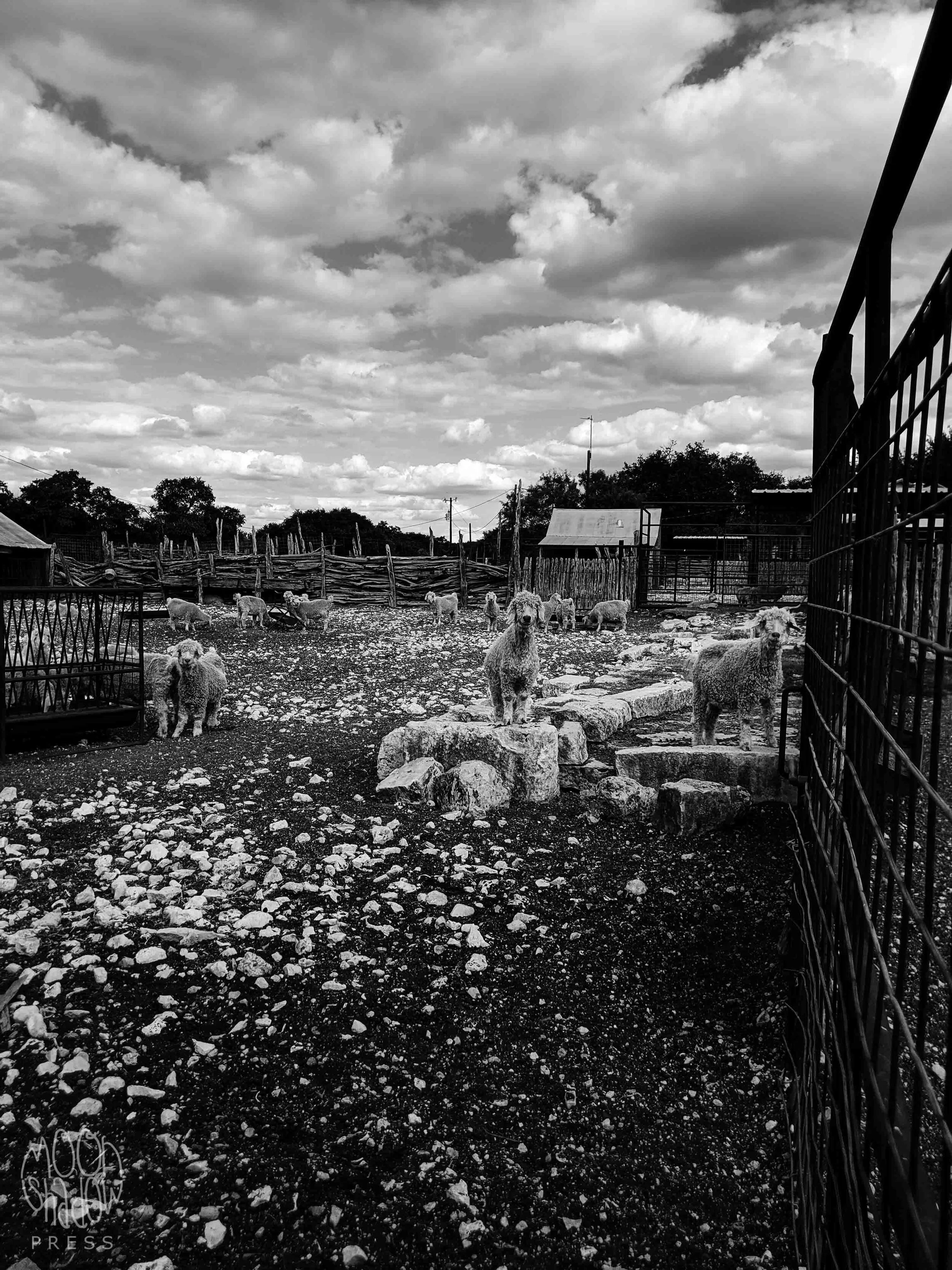 RossRanch17L.jpg