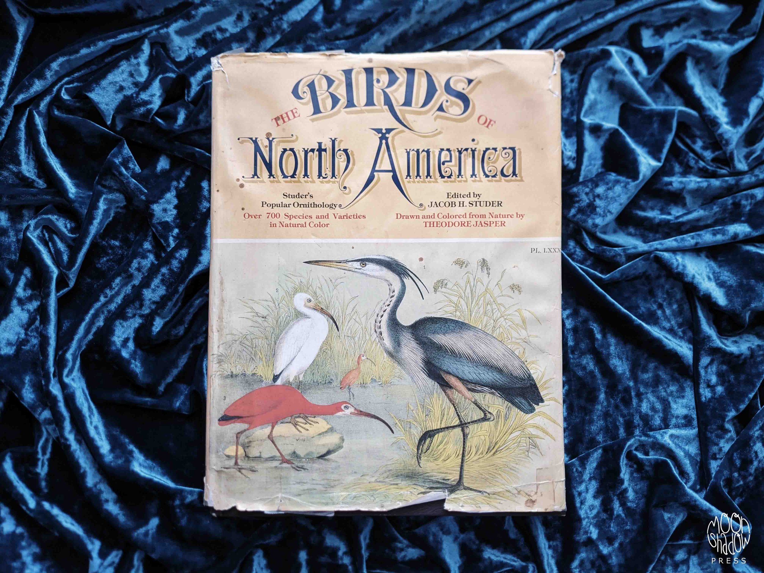 BC-NorthAmBirds-1L.jpg