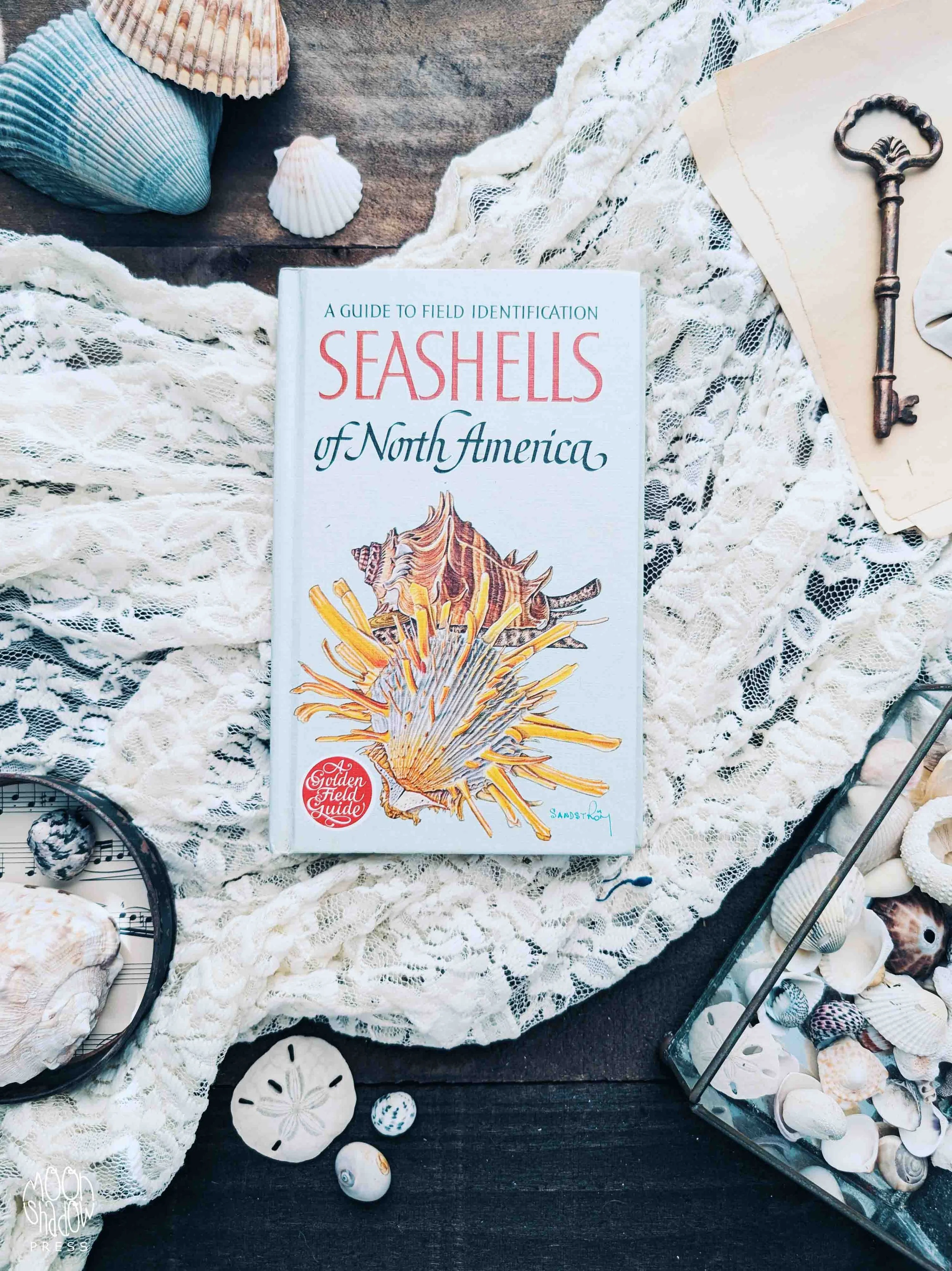 BC-SeashellsNorthAm-1L.jpg