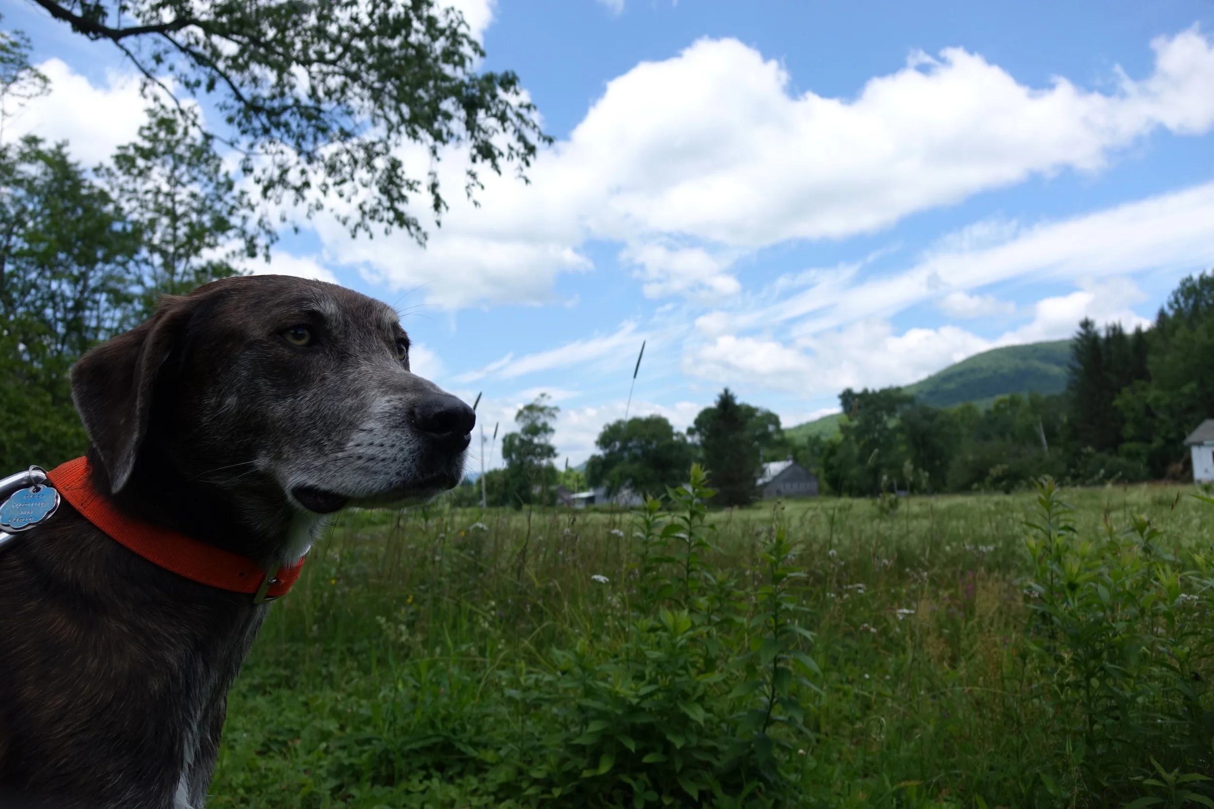 A Trip to the Catskills