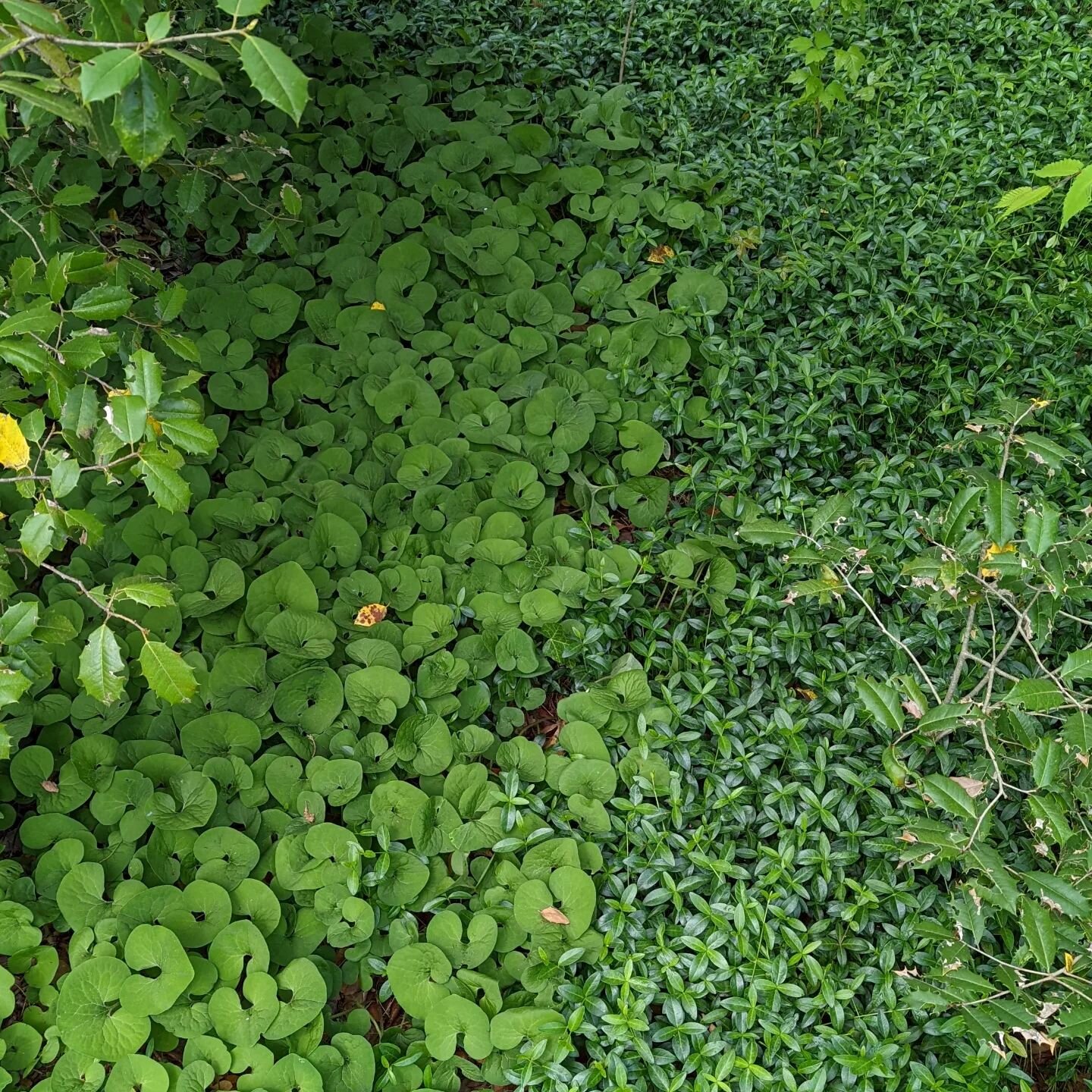 I'm always interested when a native plant holds its own or gains ground against an aggressive non-native plant. Here's one such case! This small patch of #canadawildginger #asarumcanadensis has slowly but surely expanded over the last 10 years while 