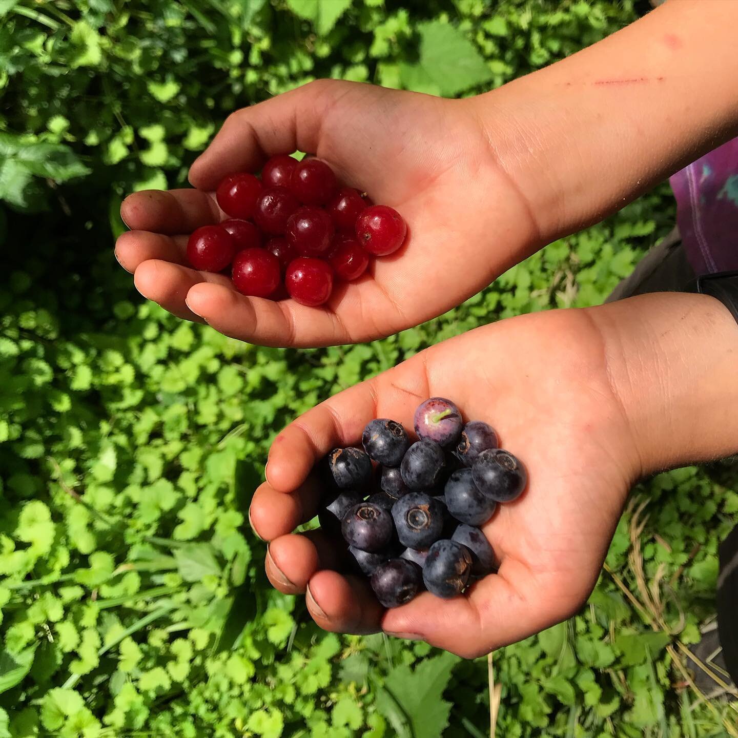 Our fruit is berry abundant in June. 🤓 #bluberries #cherries #localfruit #nankingcherry #berrybadjokes