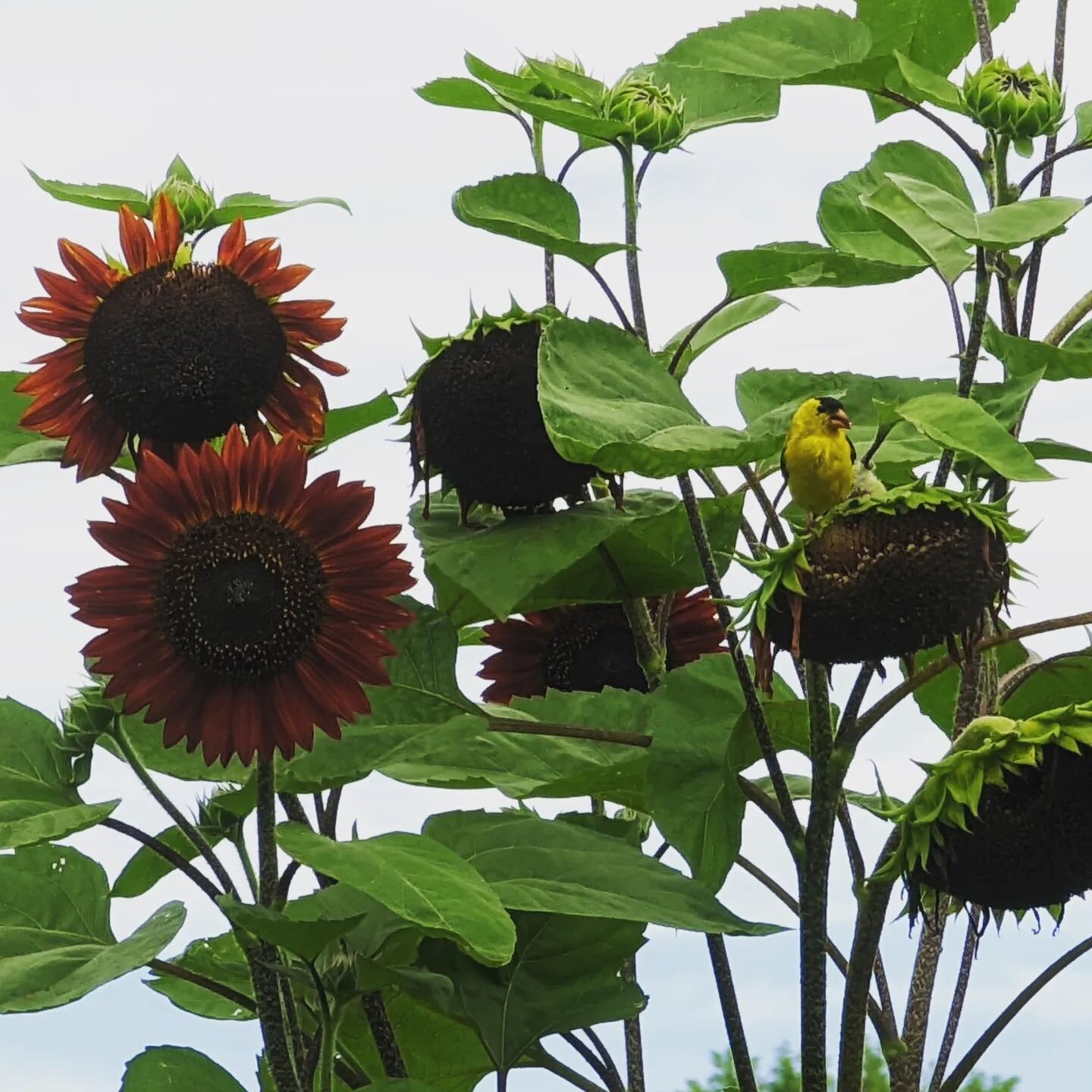 A goldfinch enjoying some sunflower seeds. #goldfinch #sunflower