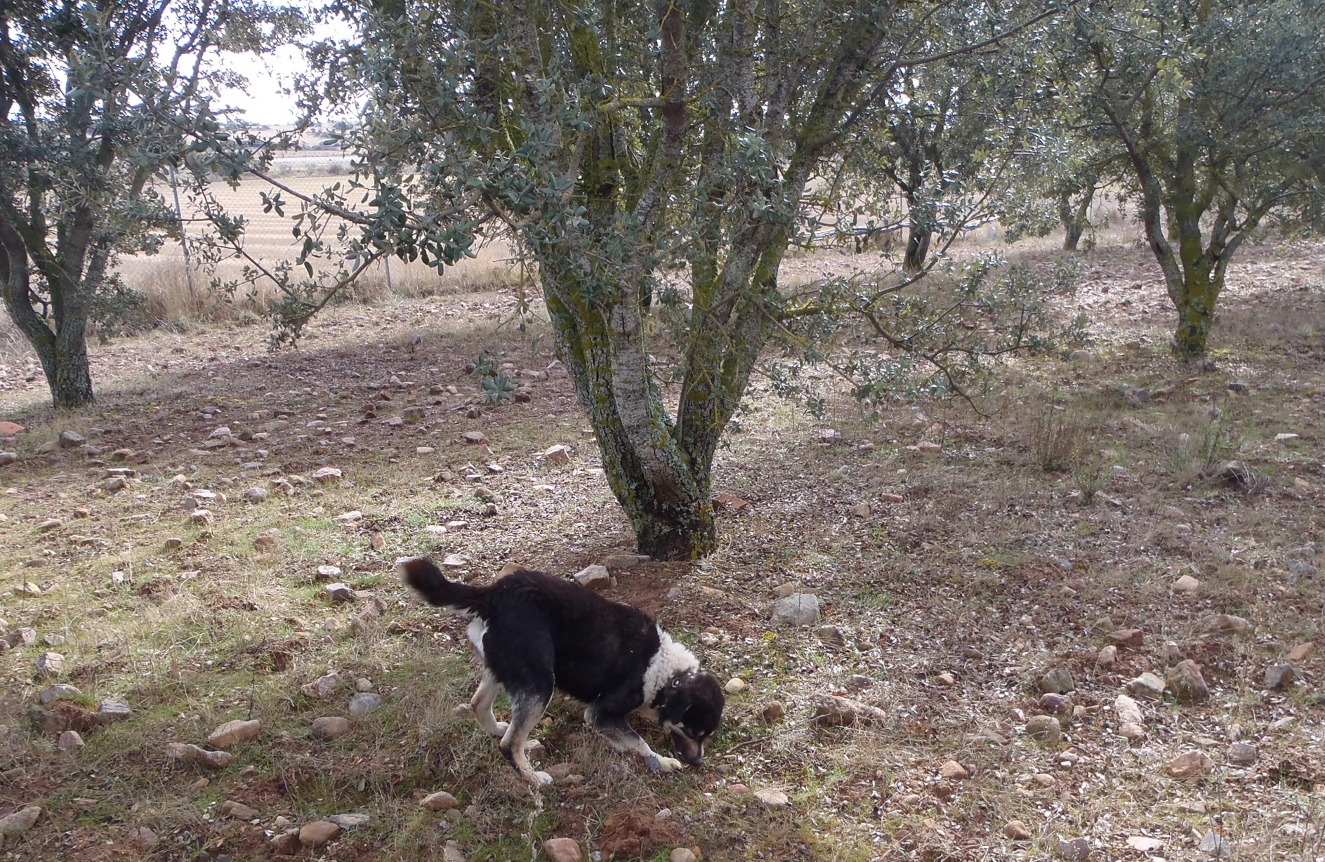Trusted Truffle dog "Oli" eager on the scent of ripe truffles!