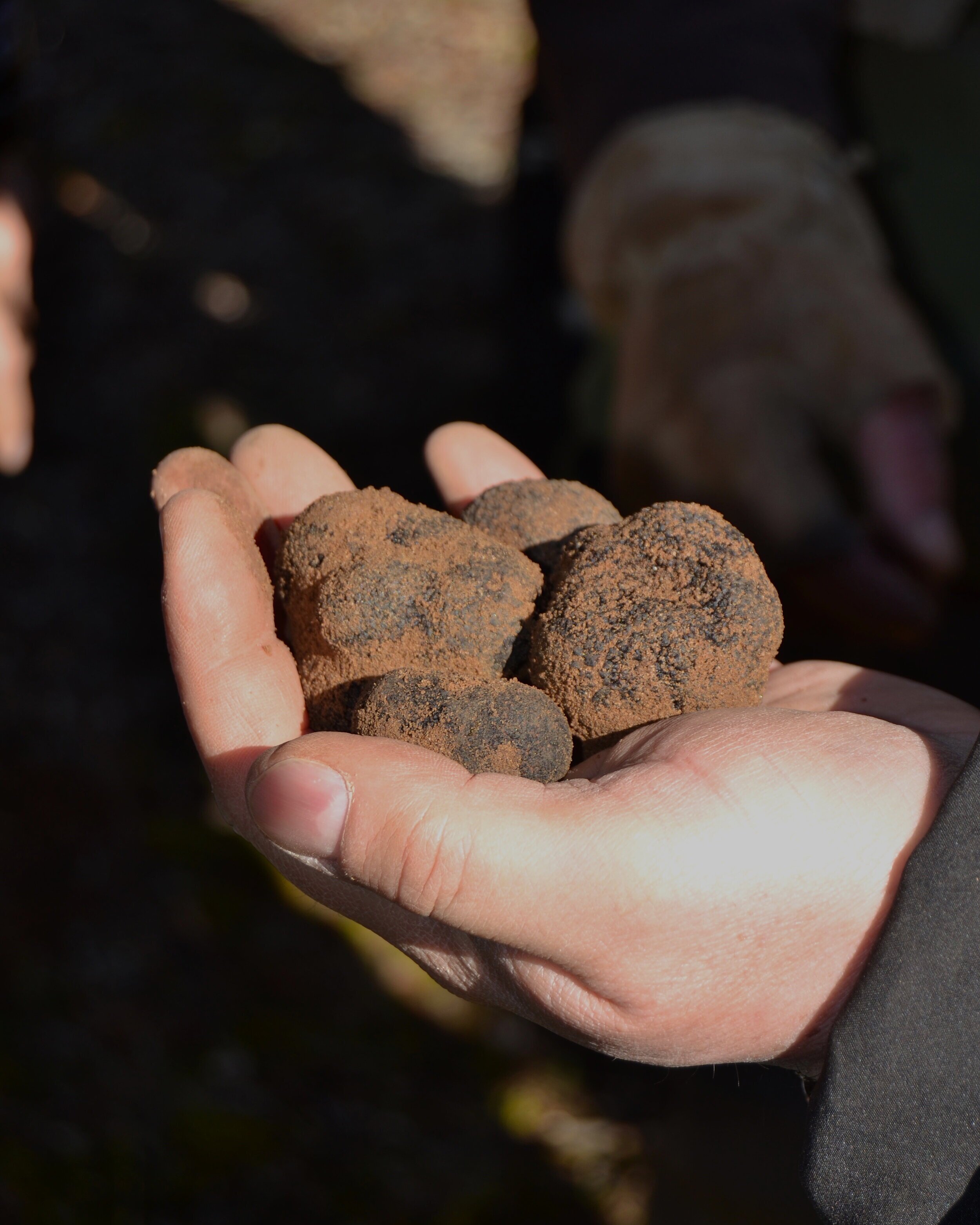 How will you handle your bounty of truffles?
