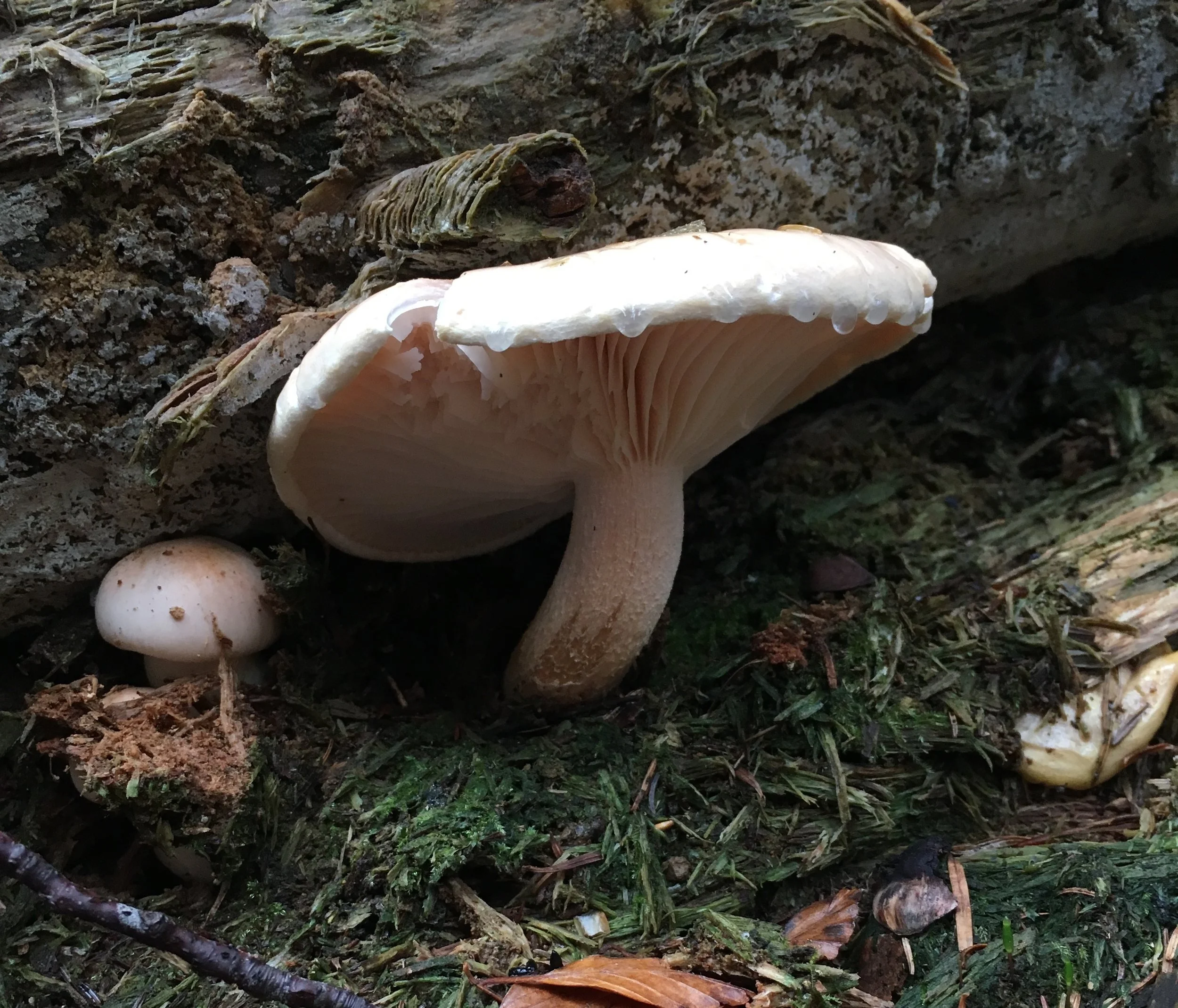 Single Occupancy Payment for Mycology Adventures in Croatia 2026: Full payment for 1 person, with hotel single-room occupancy.