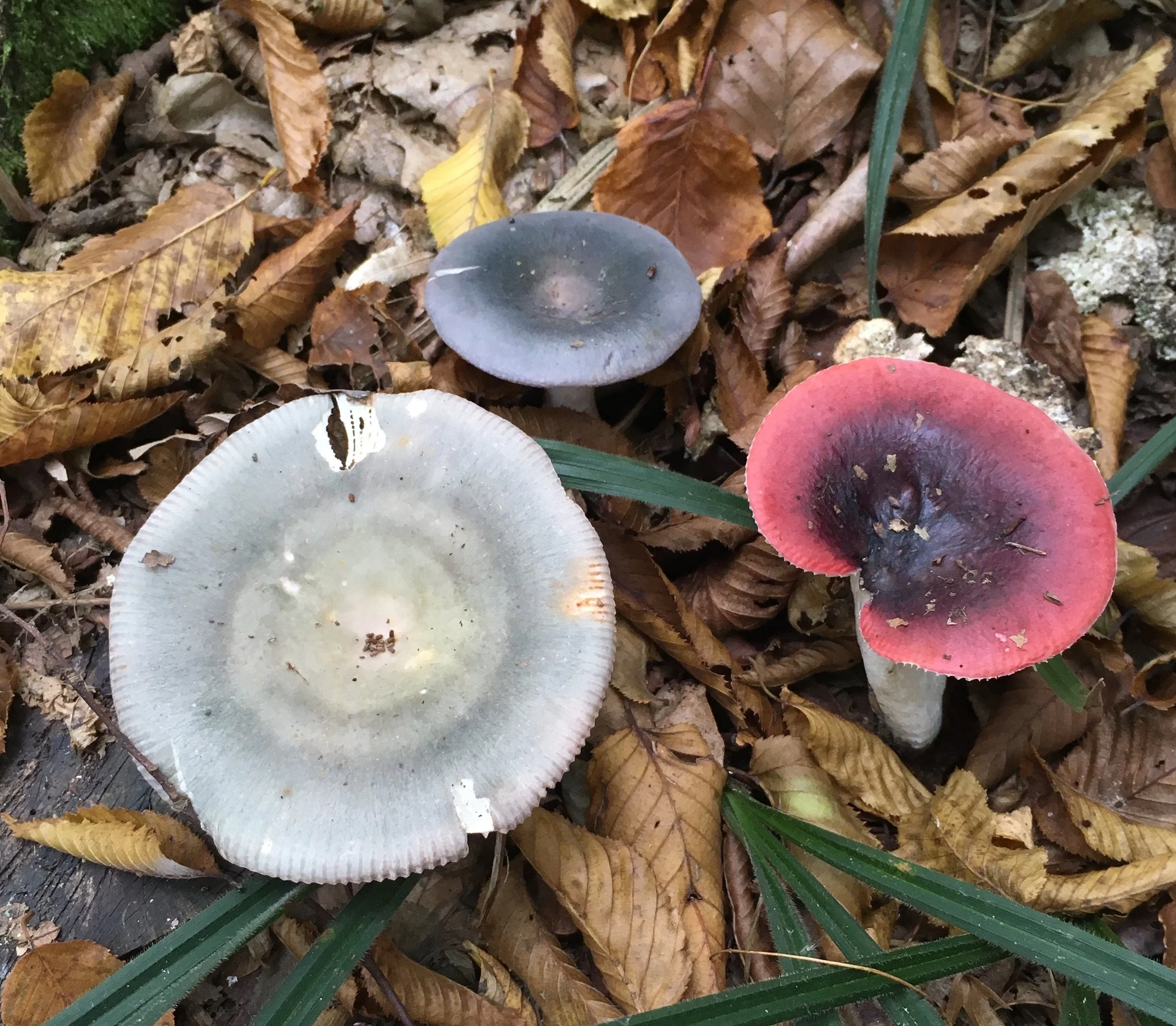 Double occupancy payment for Mycology Adventures in Croatia 2026. Full payment for 1 person with double-occupancy hotel reservations for October 16-29, 2026.