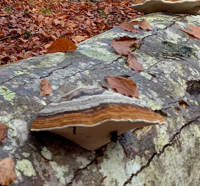 Reservation and payment for  Single Occupancy for the Mycology Adventures in Croatia 2026: For 1 person, with hotel single-room occupancy.
