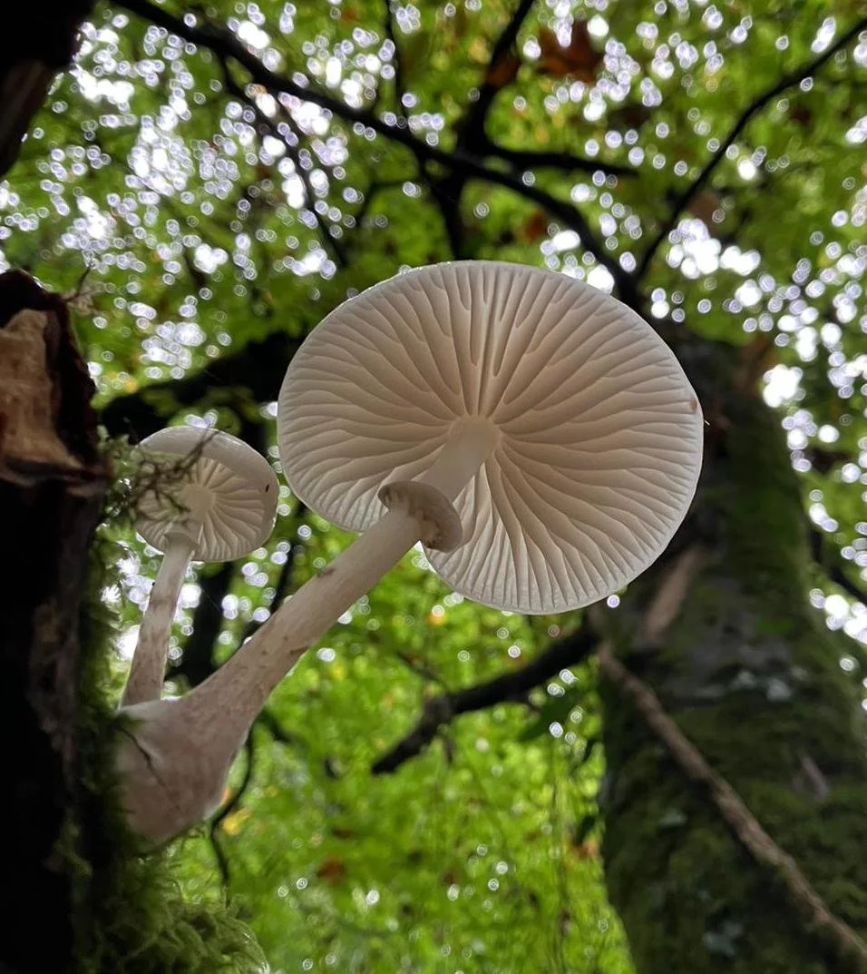 Reserve my place for Mushrooming in Croatia 2026!