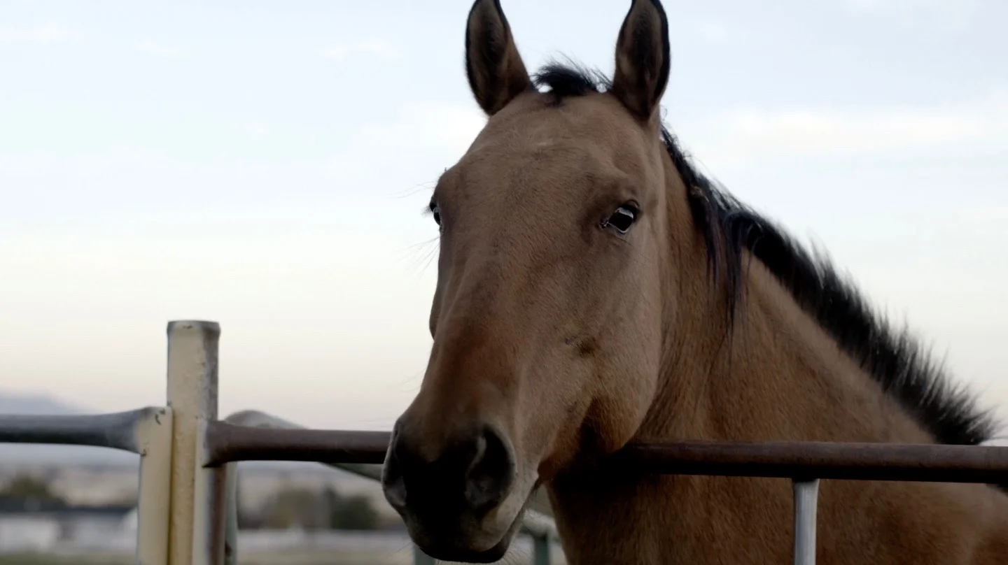 Creating a Global Certification & Pioneering a New Methodology for Mental Health - Lynn Thomas