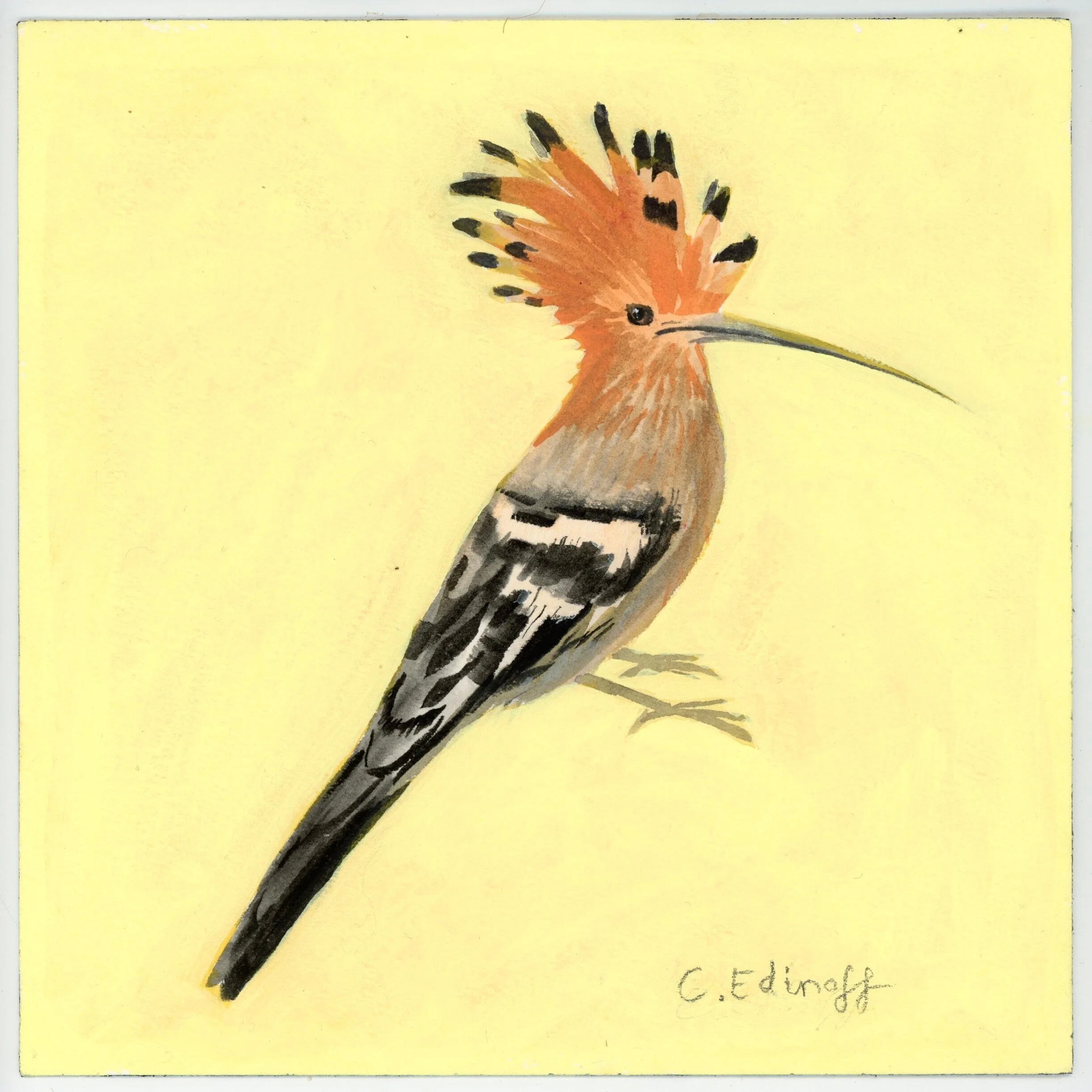 Hoopoe painting by Cat Edinoff