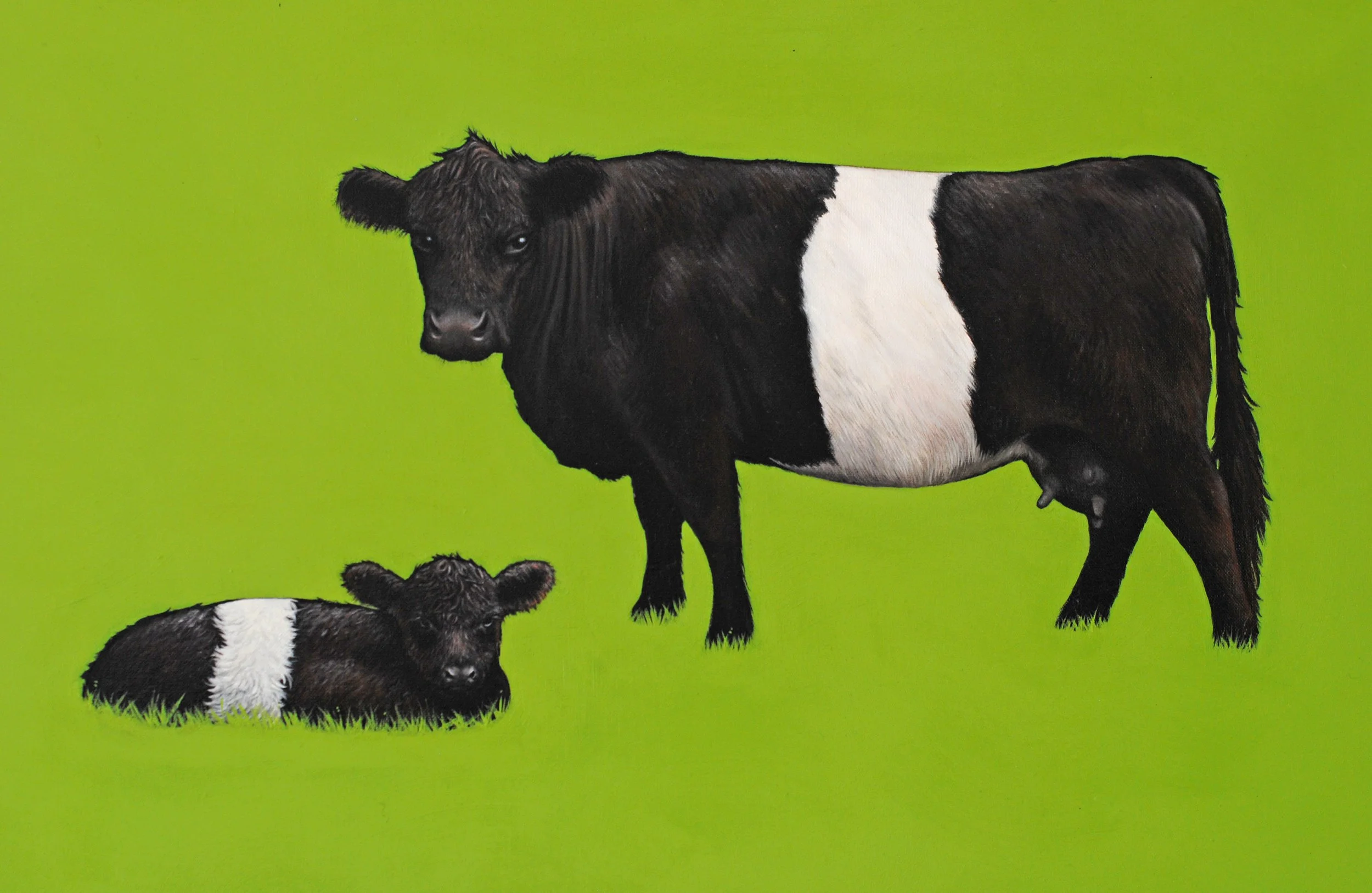 BeltedGalloways.jpg