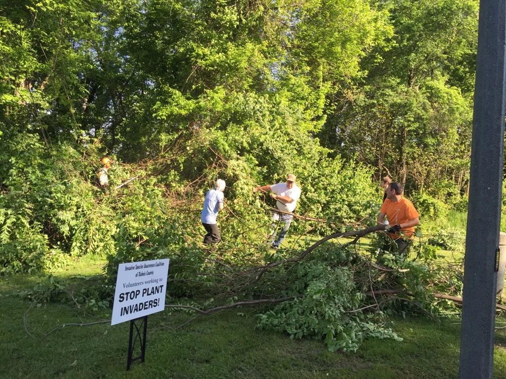 "Stop Plant Invaders! Volunteers Sarah Steltenpohl of Jasper, Russ Friedman of Huntingburg and Jamie Winner of Ferdinand work to remove invasive Asian bush honeysuckle from Jasper's Riverwalk on Saturday . 19 volunteers for the group Invasive Species Awareness Coalition of Dubois County removed hundreds of pounds of non-native vegetation in the three hour workday."