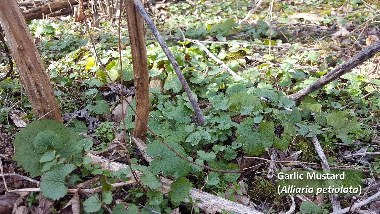 Garlic Mustard Basal Leaves Labeled.jpg