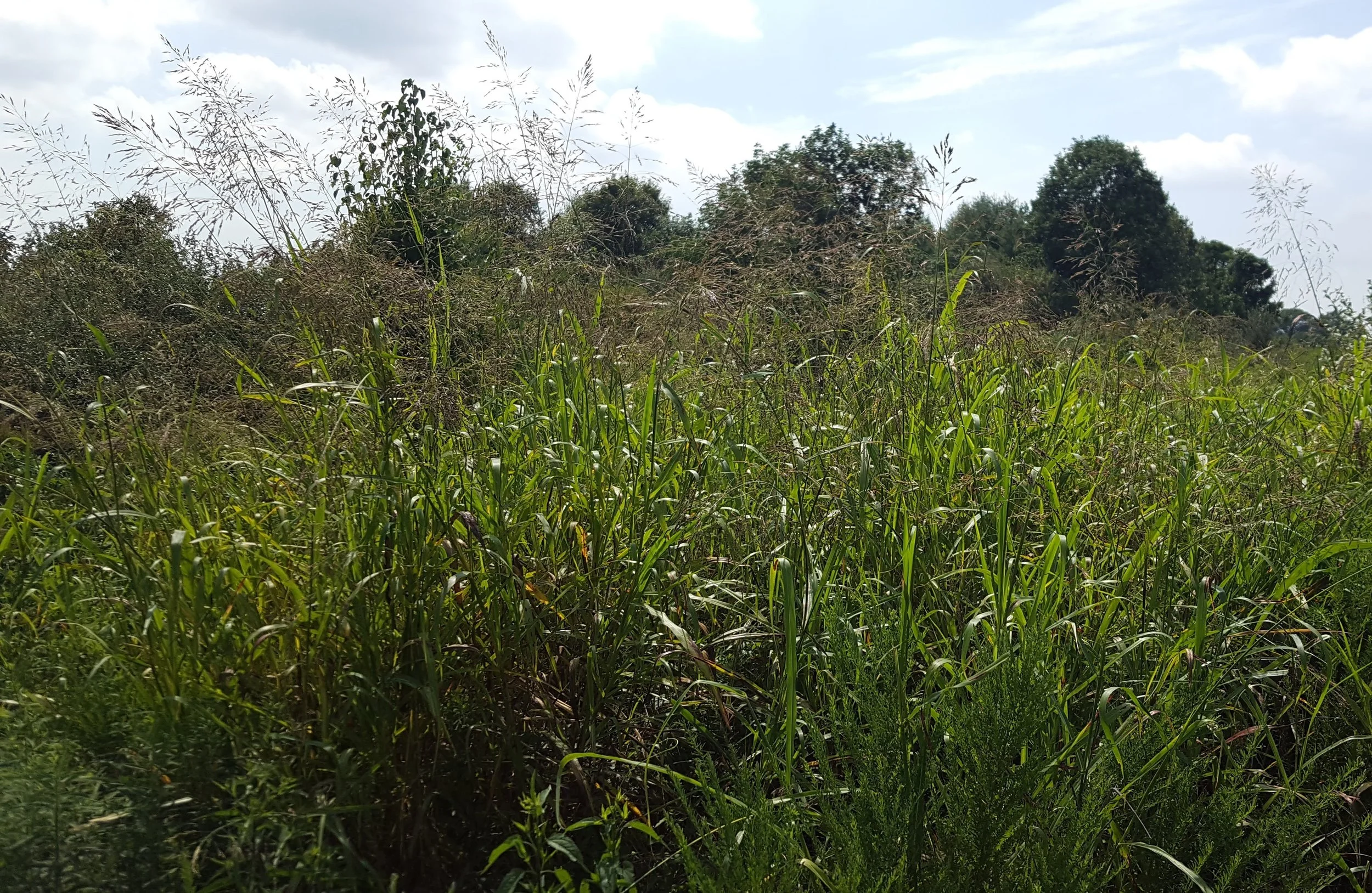 Johnsongrass (Sorghum halepense) invading an old field.