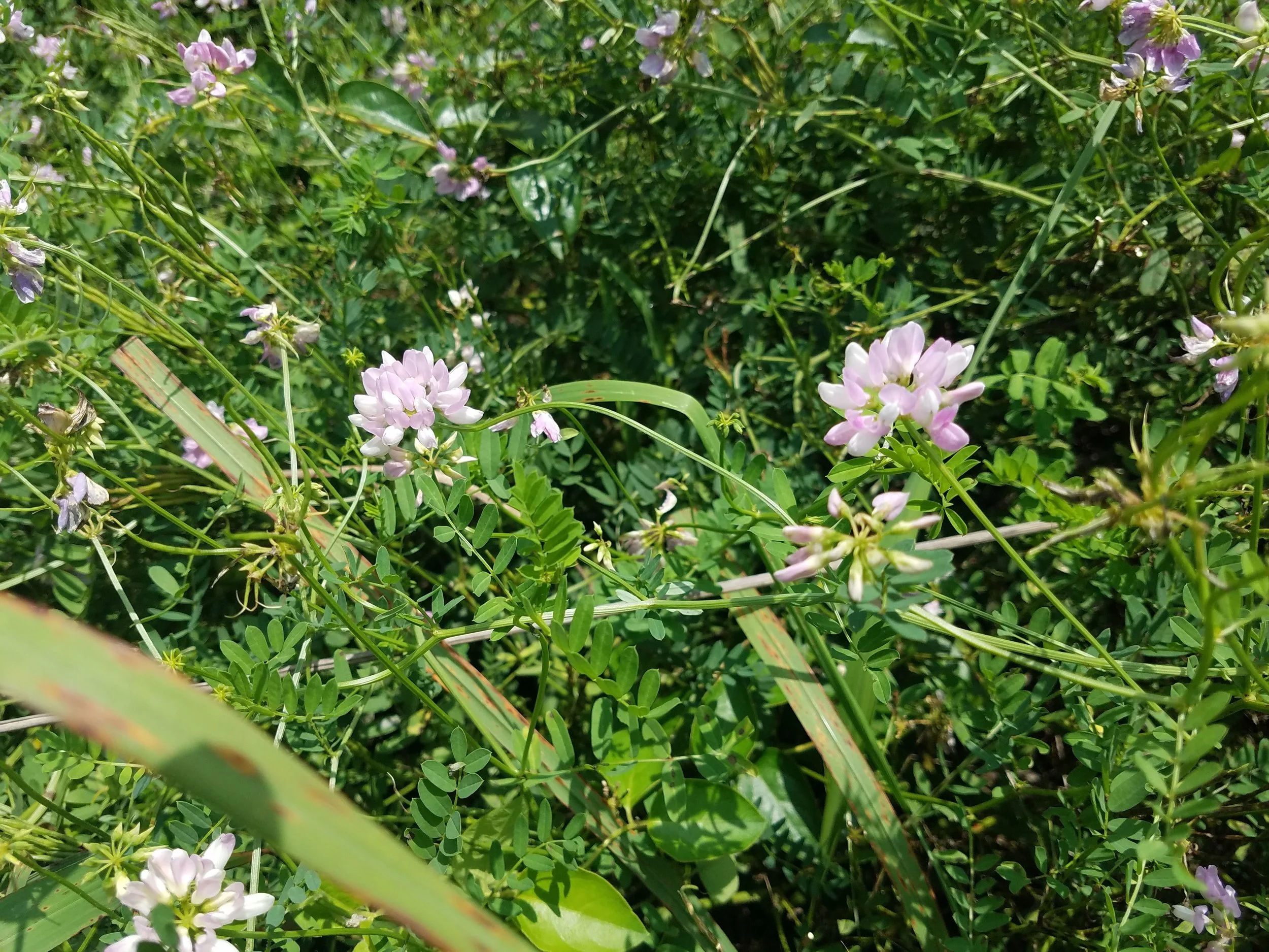 Comment NOW on Indiana Terrestrial Invasive Plant Rule