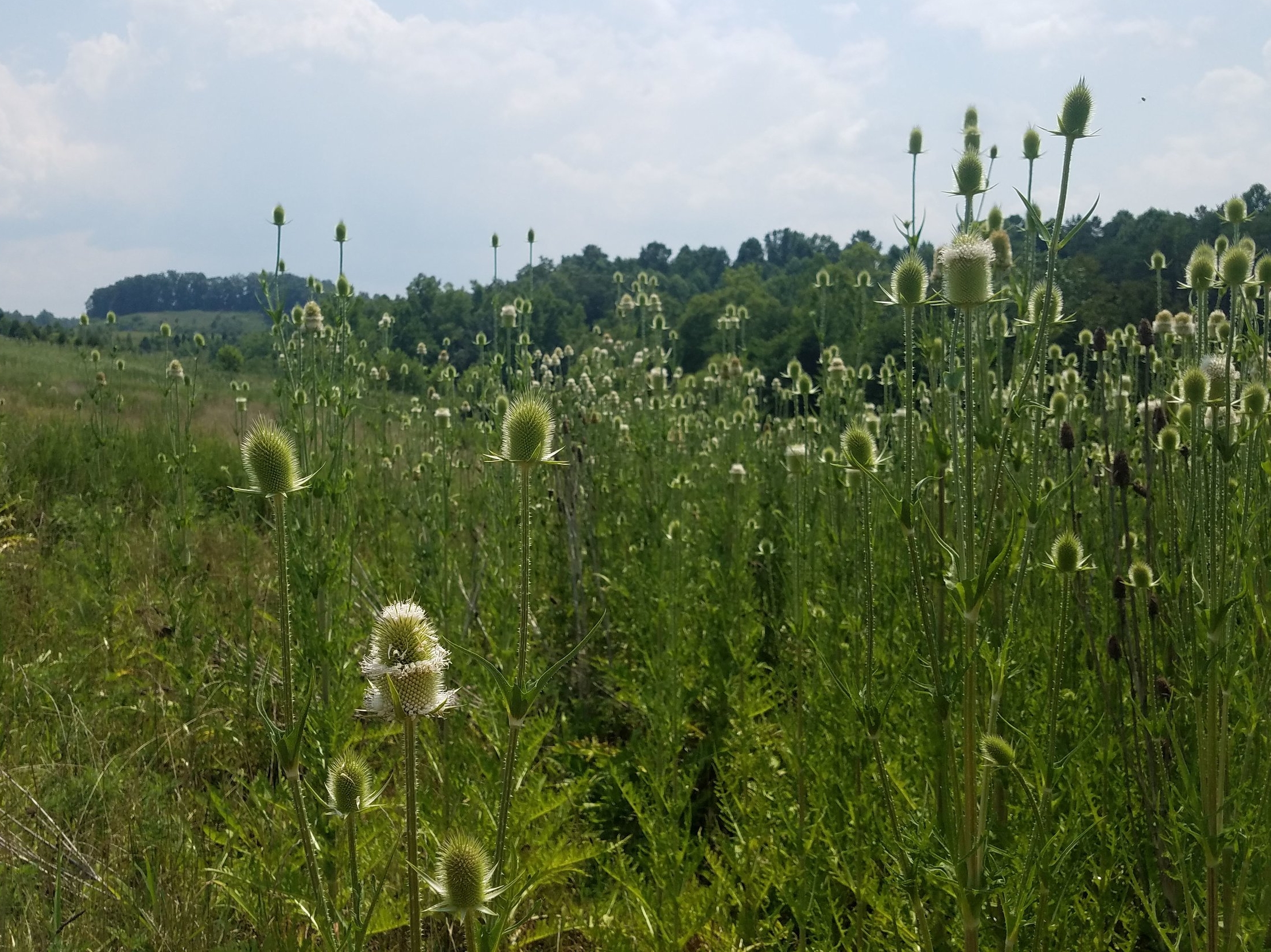 20180724_135506.jpg
