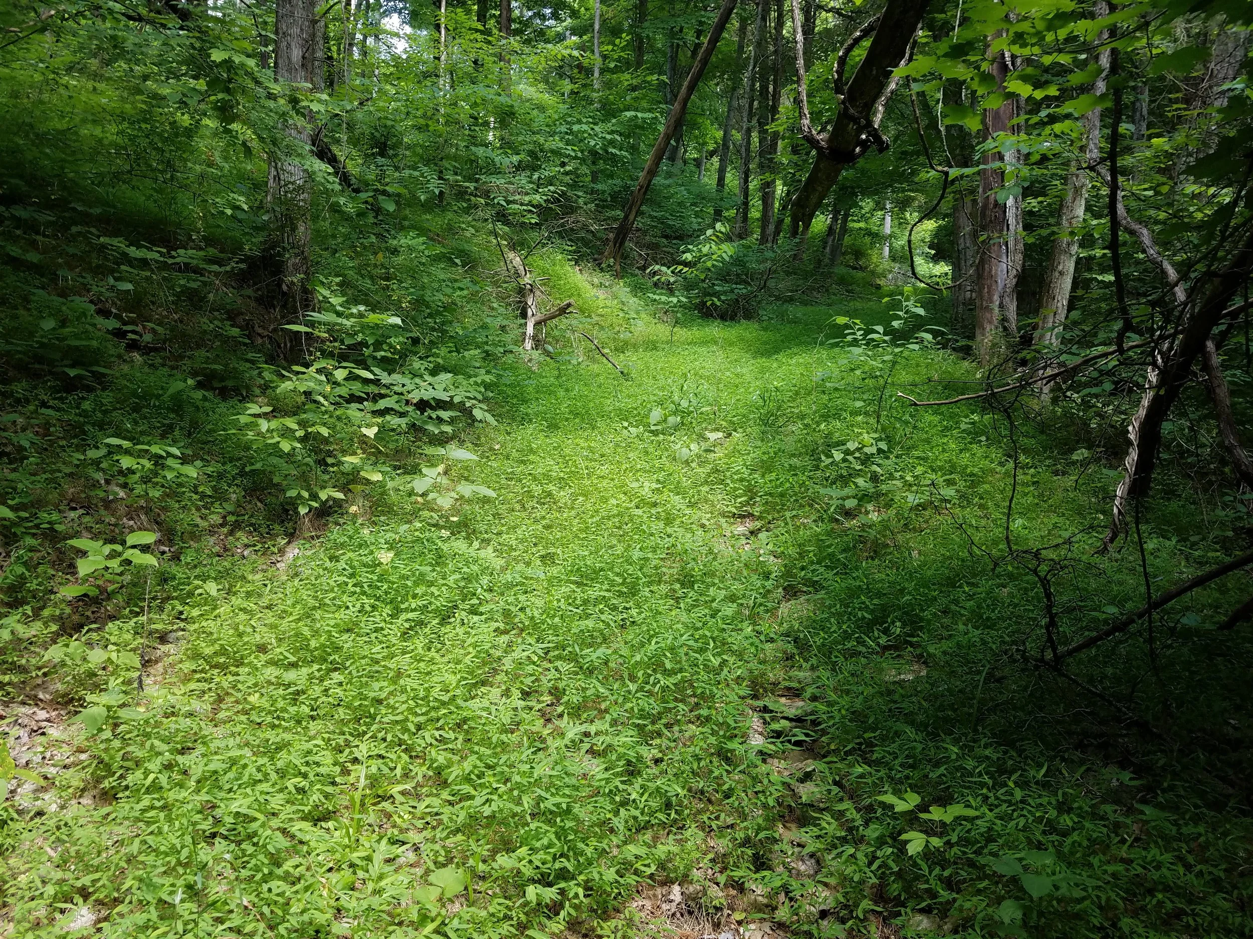 Photo by Emily Finch in Switzerland County Indiana