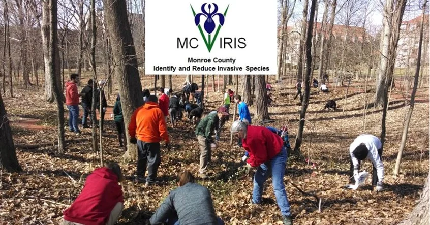 Photo by MC-IRIS, a CISMA operating in Monroe County Indiana.